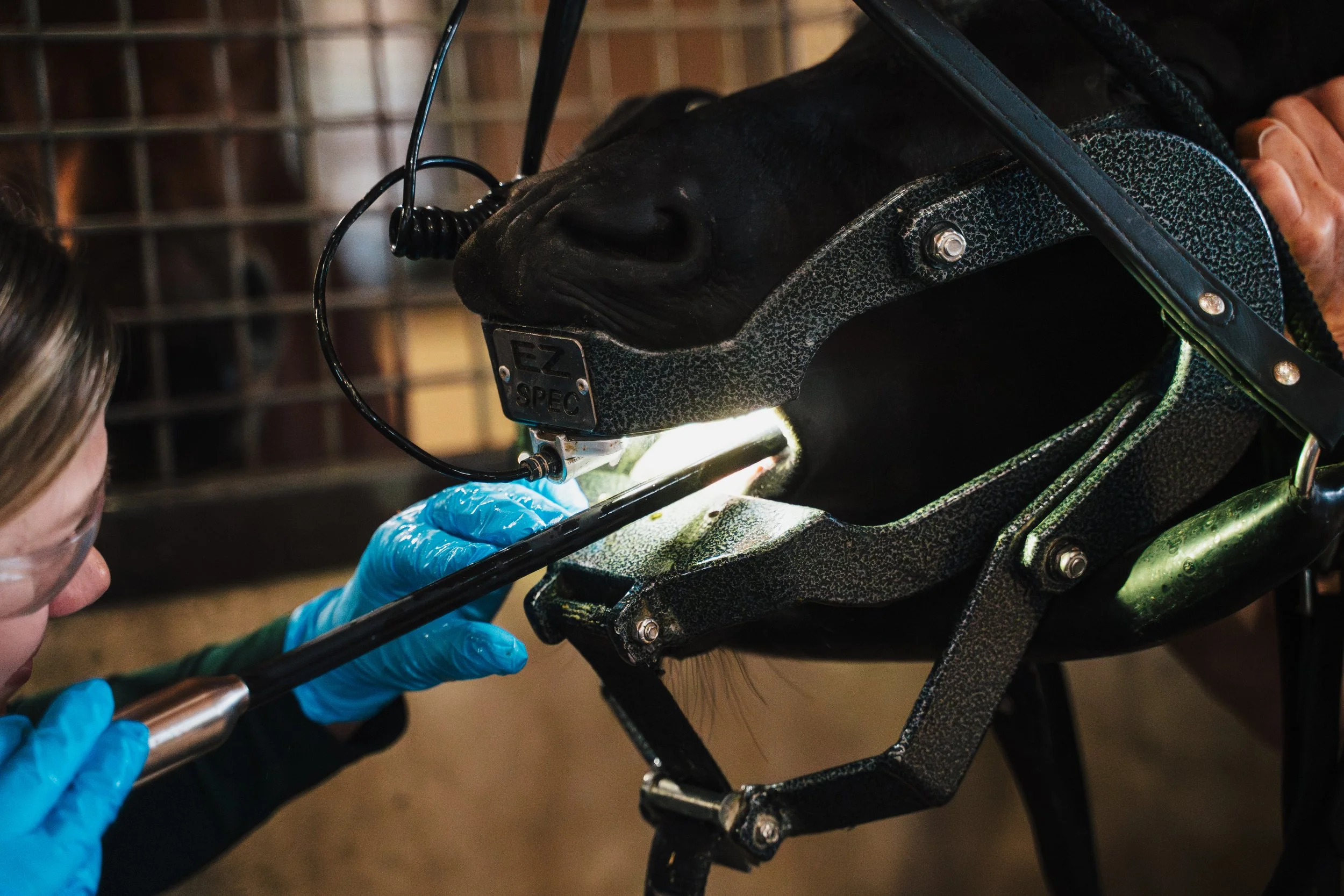 Horse Dentistry
