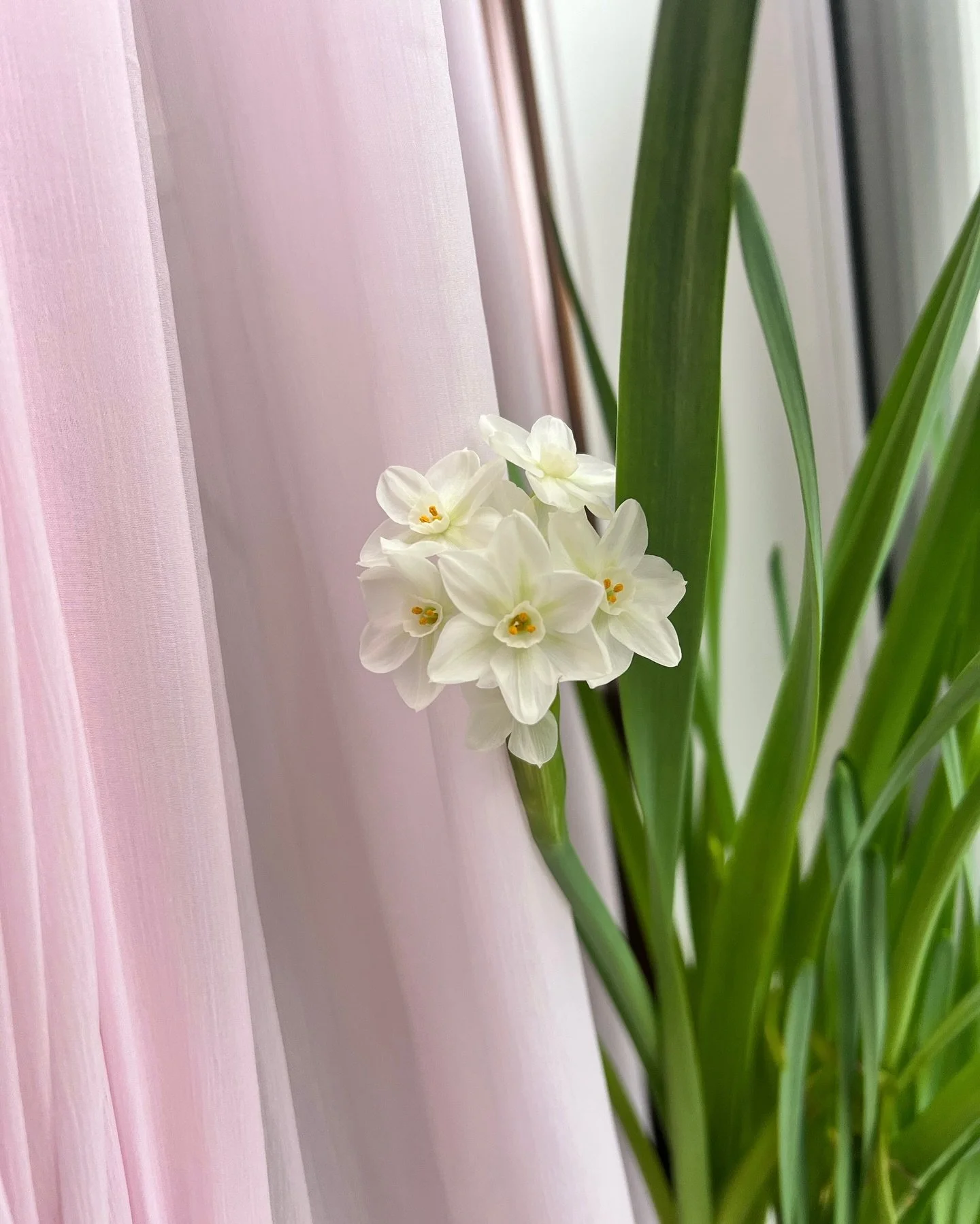 good morning from my blooming @waysidegardens paperwhites 🥰