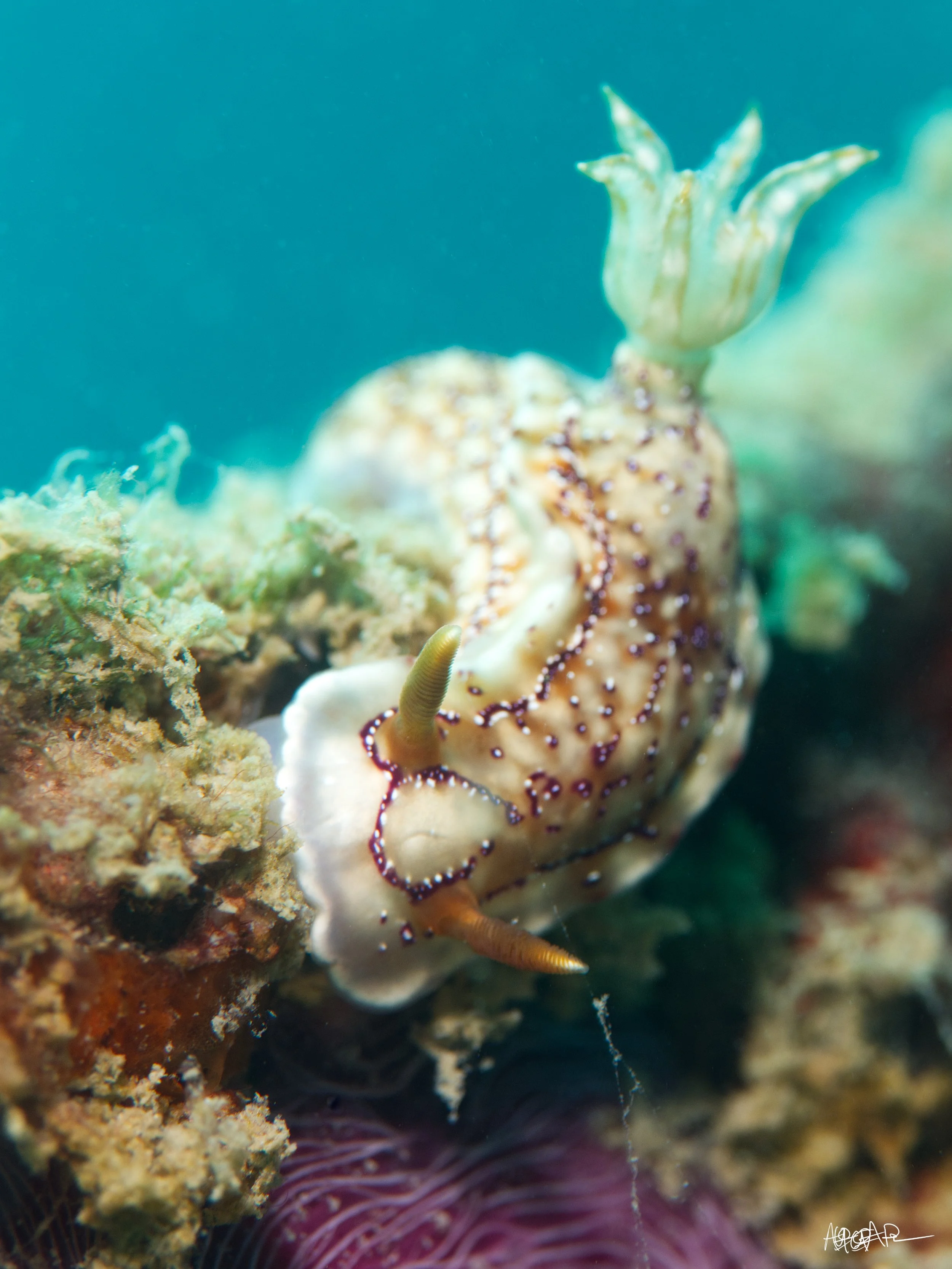 Hypselodoris krakatoa.jpg