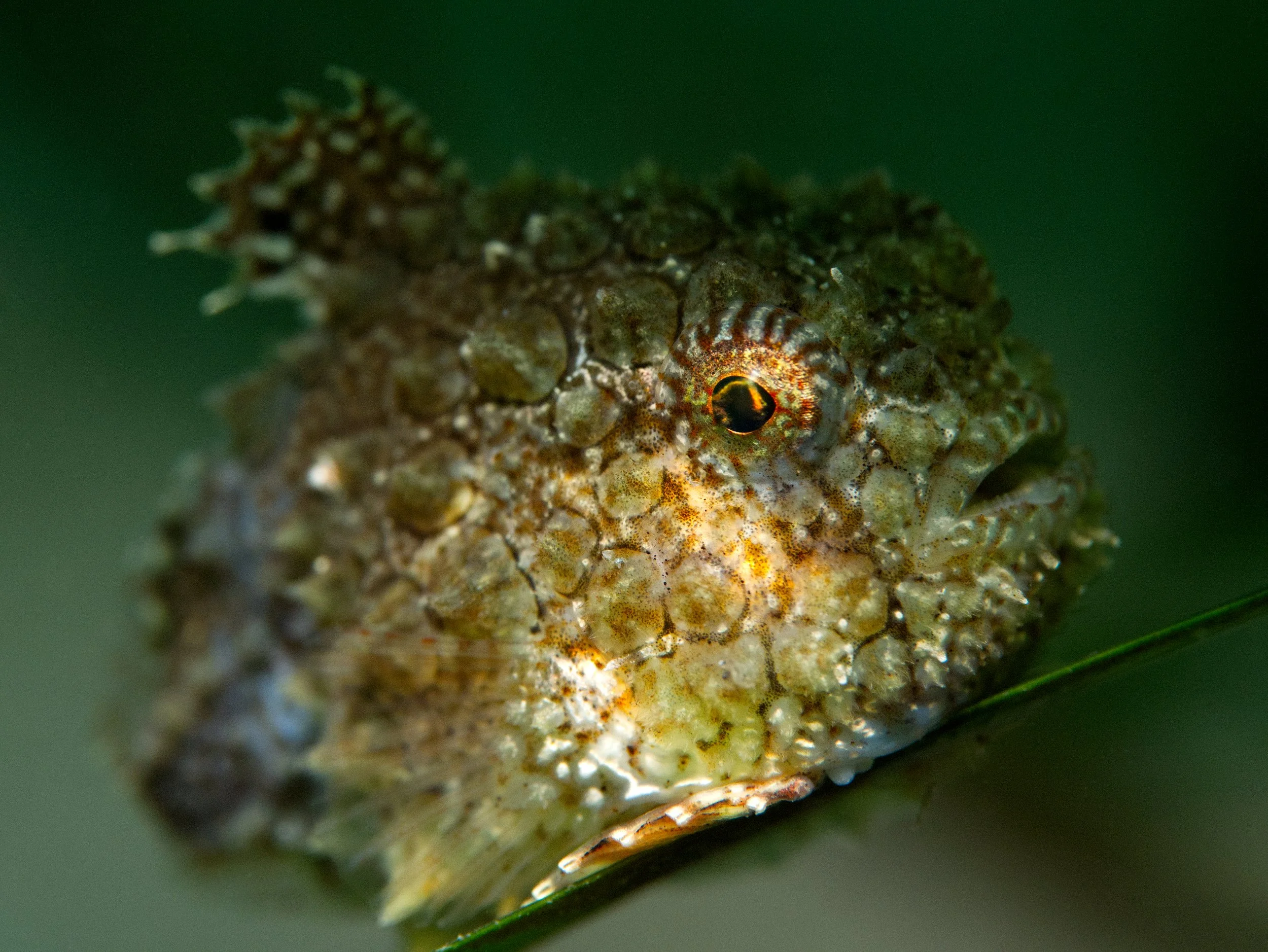 Lumpy3.jpg