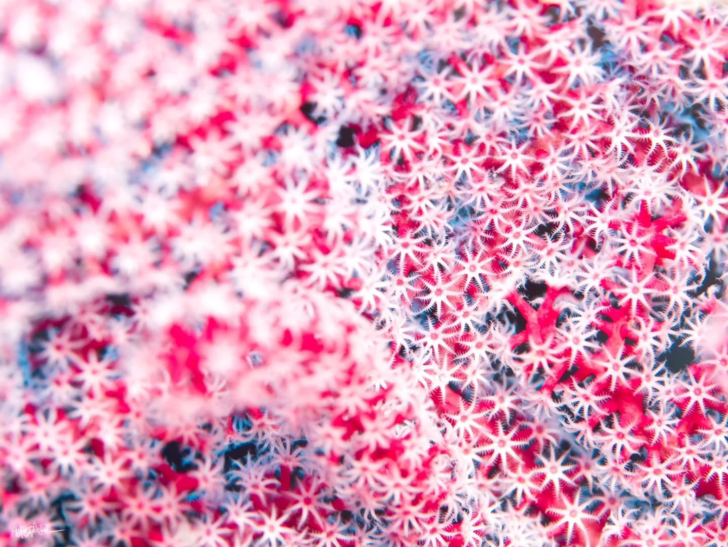 Stunning coral (Siphonogorgia godeffroyi) and sponge (Chalinula nematifera &amp; Oceanapia sagittaria) close ups

📷 @panasonic Lumix GH4
🏠 @aquaticadigital AGH4
🤿 @mantadivegilit with guide @aallffiiaan

#scubadiver #scubaexplorer #scubadivers #sc