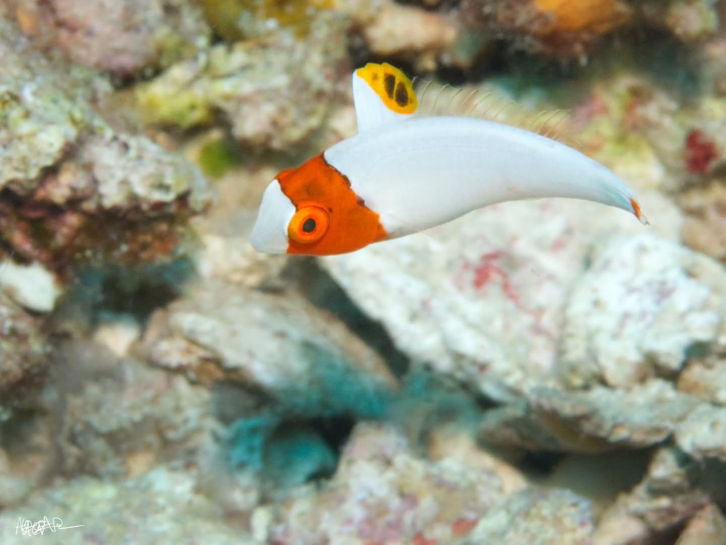 I've only seen these little guys a couple of times, but have never gotten a good photo of them. Apparently this is the juvenile phase of the Spotted Parrotfish (Cetoscarus ocellatus)! I love fish that have distinct phases and this was a complete surp