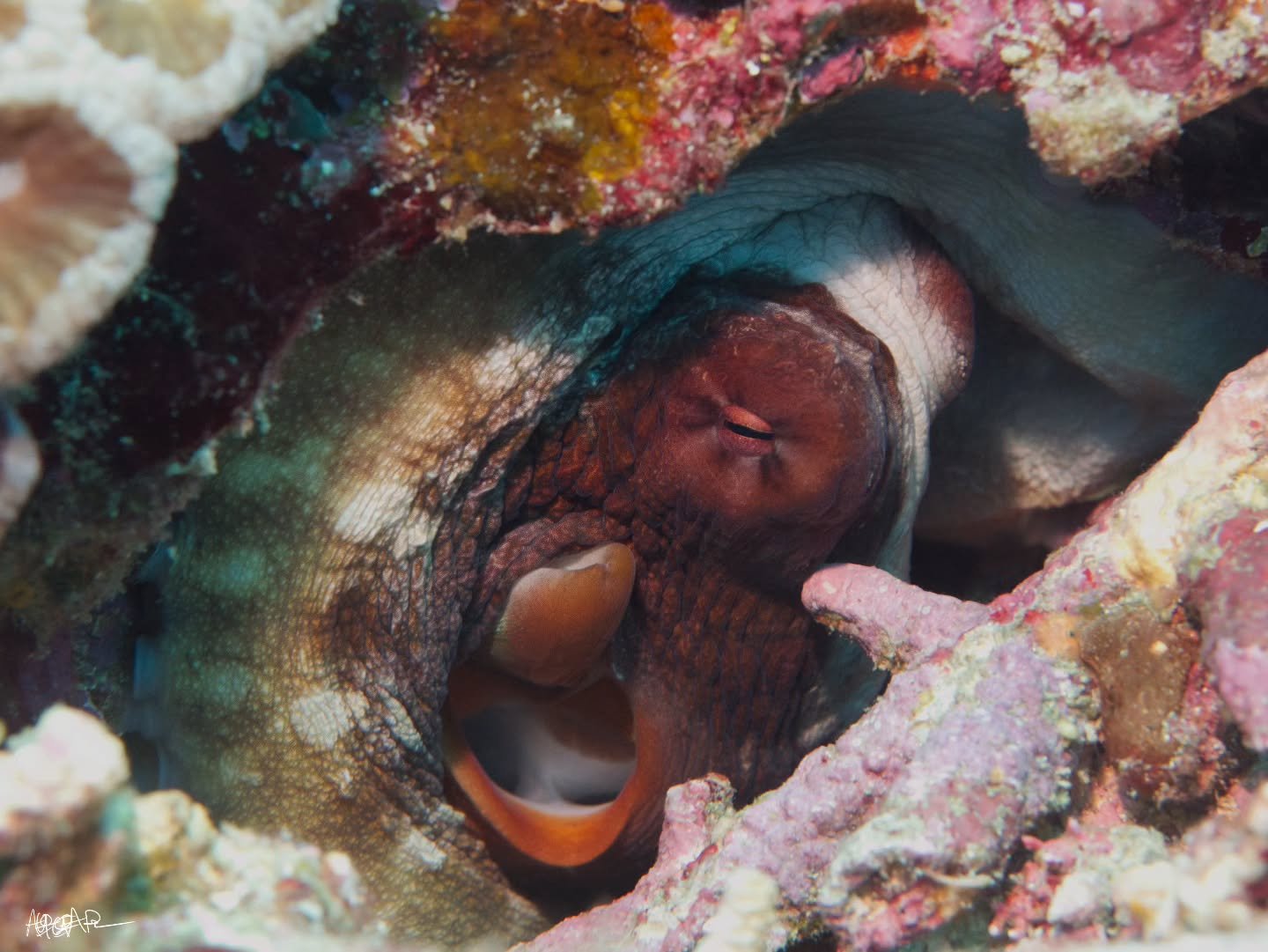 So many tiny octos welcomed us to Gili T waters! They're even smaller than the Rubys! This guy wasn't super excited for paparazzi so I only took a shot or two before moving on. 

📷 @panasonic Lumix GH4
🏠 @aquaticadigital AGH4
🤿 @mantadivegilit wit