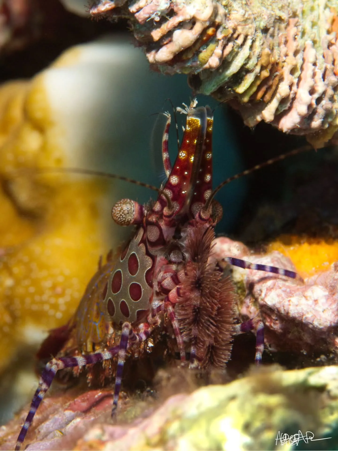 A new to me species,the Marbled Shrimp (Saron marmoratus)! This female, as identified by the brush lick structure on her first 2 legs, is just stunning! I could have stayed with her the whole dive!

📷 @panasonic Lumix GH4
🏠 @aquaticadigital AGH4
🤿