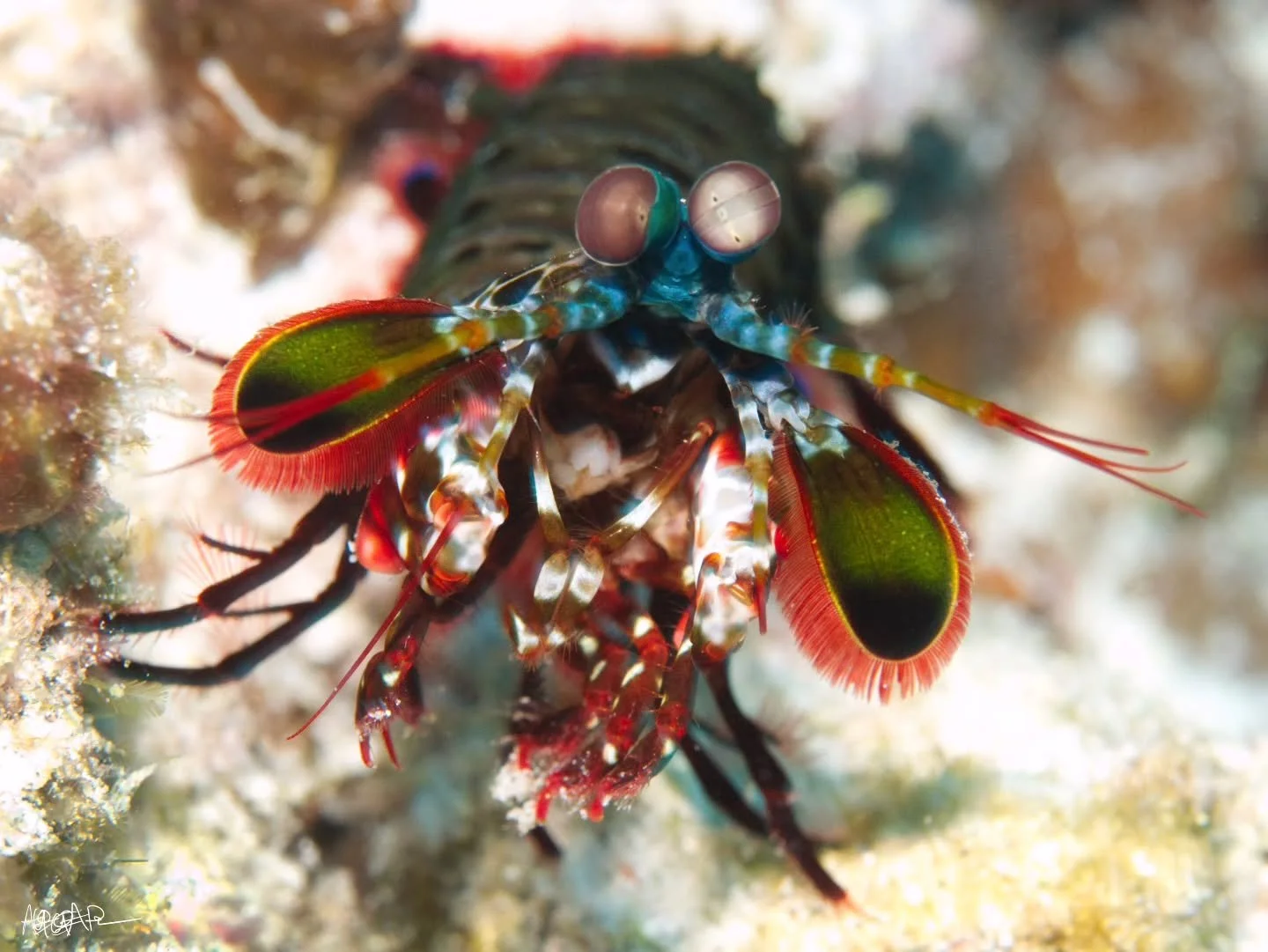 And I'm back! First time underwater in a month and I remembered how to dive and take photos! Woohoo! 

We were welcomed to the underwater world of Gili T, Indonesia by at least 4 Peacock Mantis Shrimp yesterday, 2 of which were out and about like thi