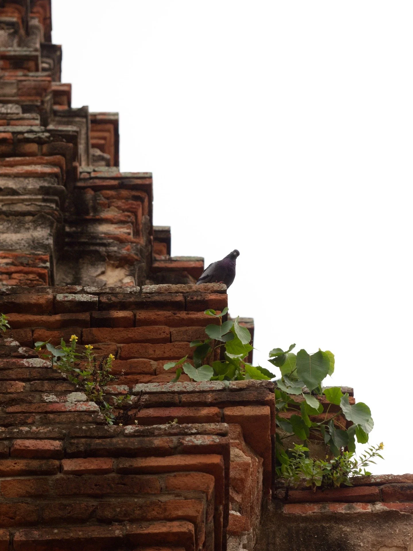 Negative space

📷 Panasonic Lumix GH4
🔎 Olympus M. Zuiko Digital 60mm F/2.8

#travel #traveltheworld #birdsofbangkok #templesofthailand #details #macrophotography