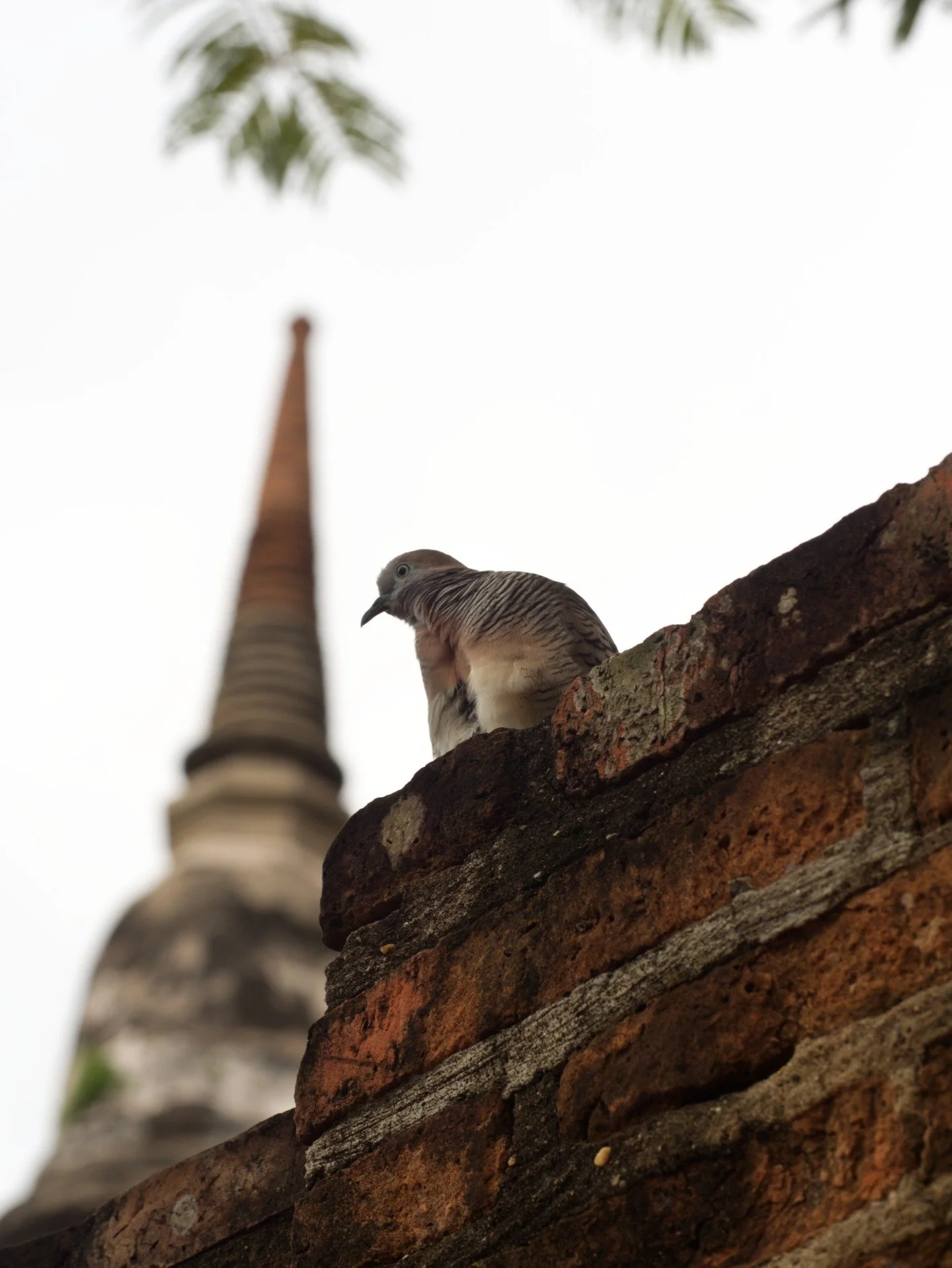 Exploring Bangkok

📷 Panasonic Lumix GH4
🔎 Olympus M. Zuiko Digital 60mm F/2.8

#travel #traveltheworld #birdsofbangkok #templesofthailand #details #macrophotography