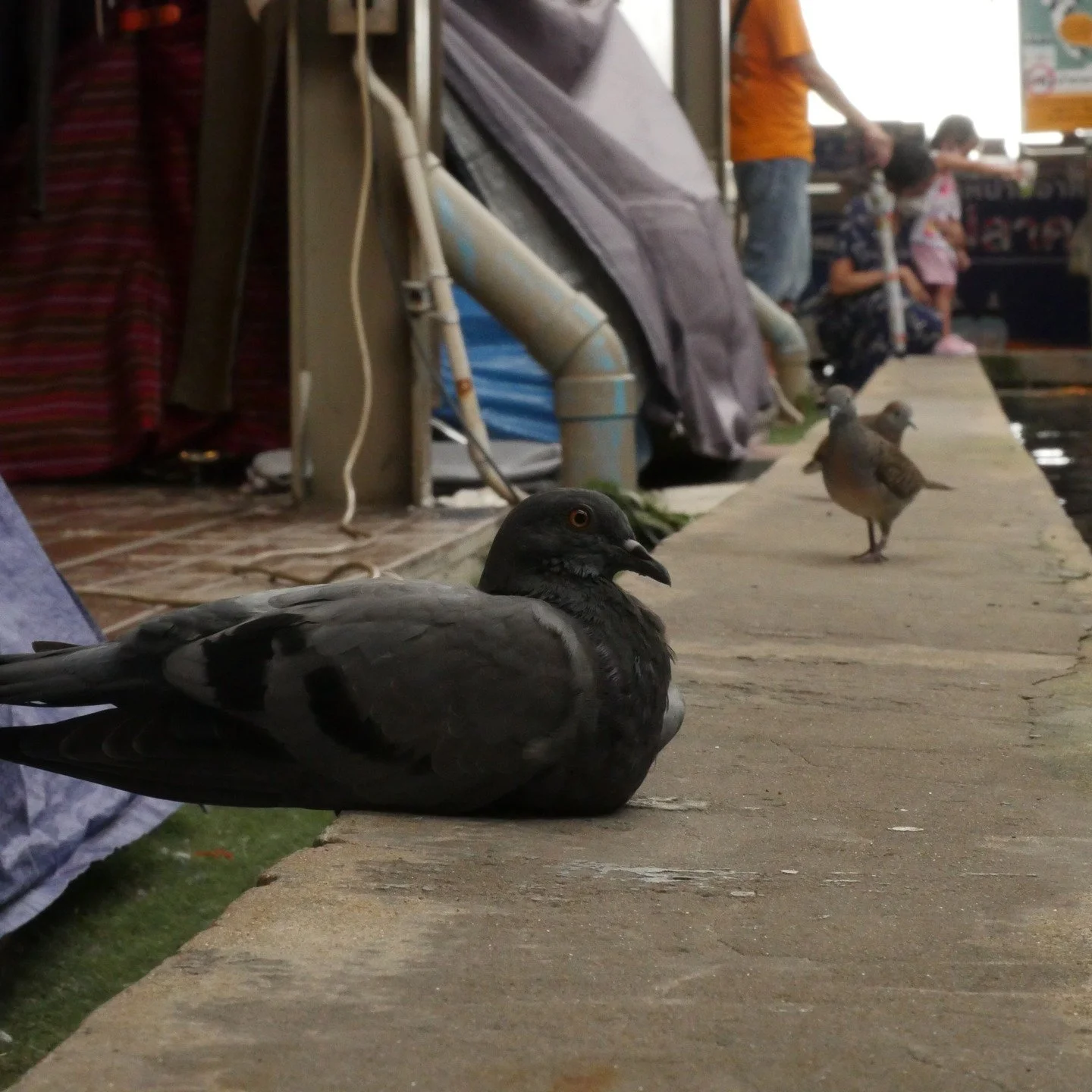 Walk to the grocery store.

#photodump #latergram #walkabout