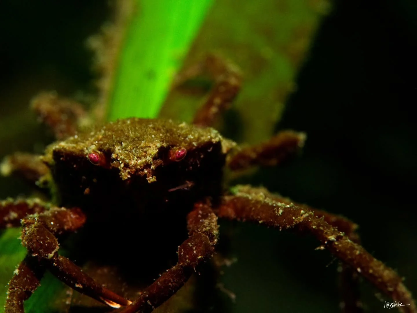 A tiny kelp crab perches on a strand of seagrass in the shallows at Junkyard.

📷 @panasonic Lumix GH4
🏠 @aquaticadigital AGH4

#scubadiver #scubaexplorer #scubadivers #scubadiving #scuba #scubalife #divelife #scubagram #diving #diver #underwater #u
