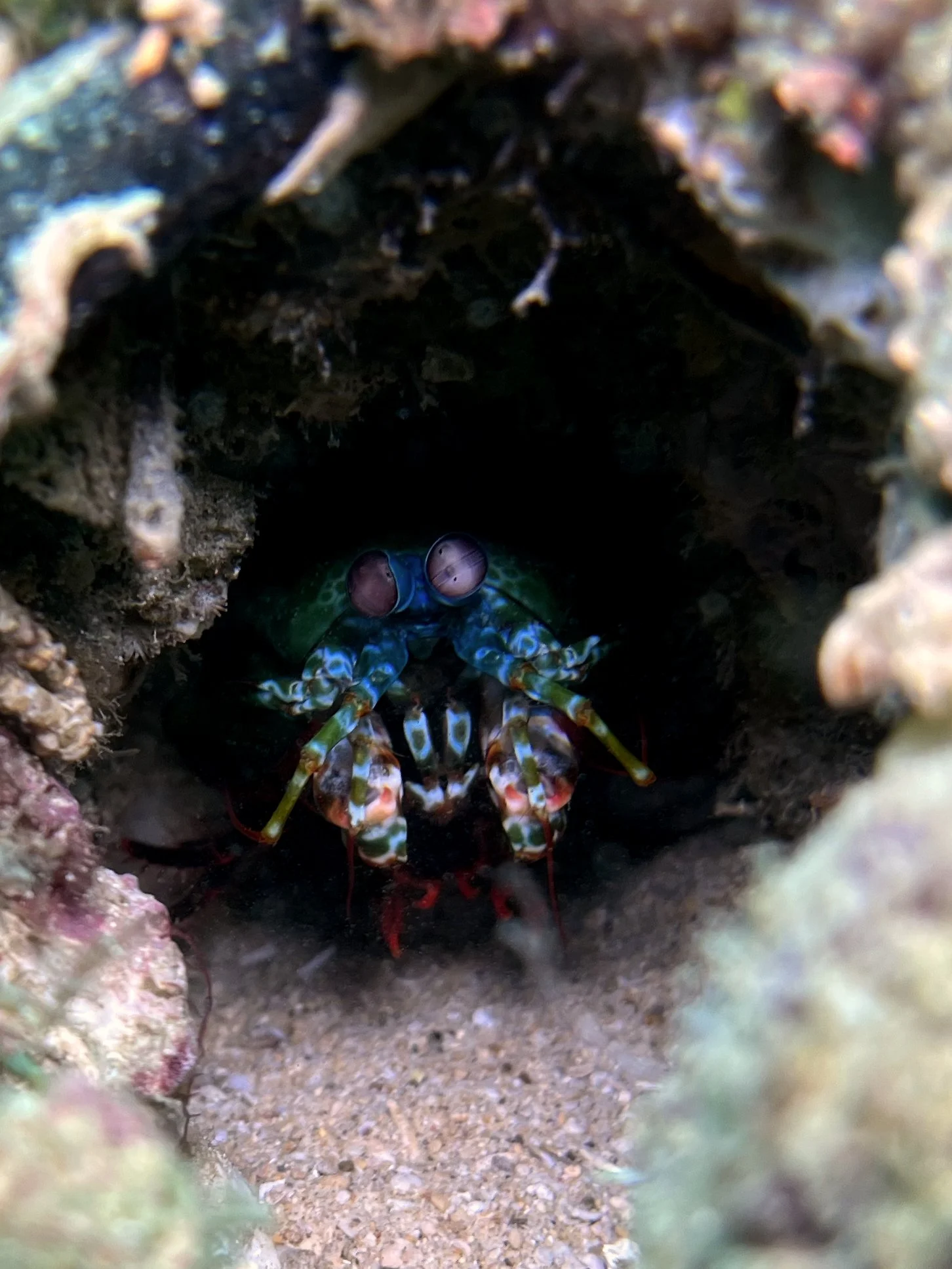 MantisShrimpZoomed.jpg