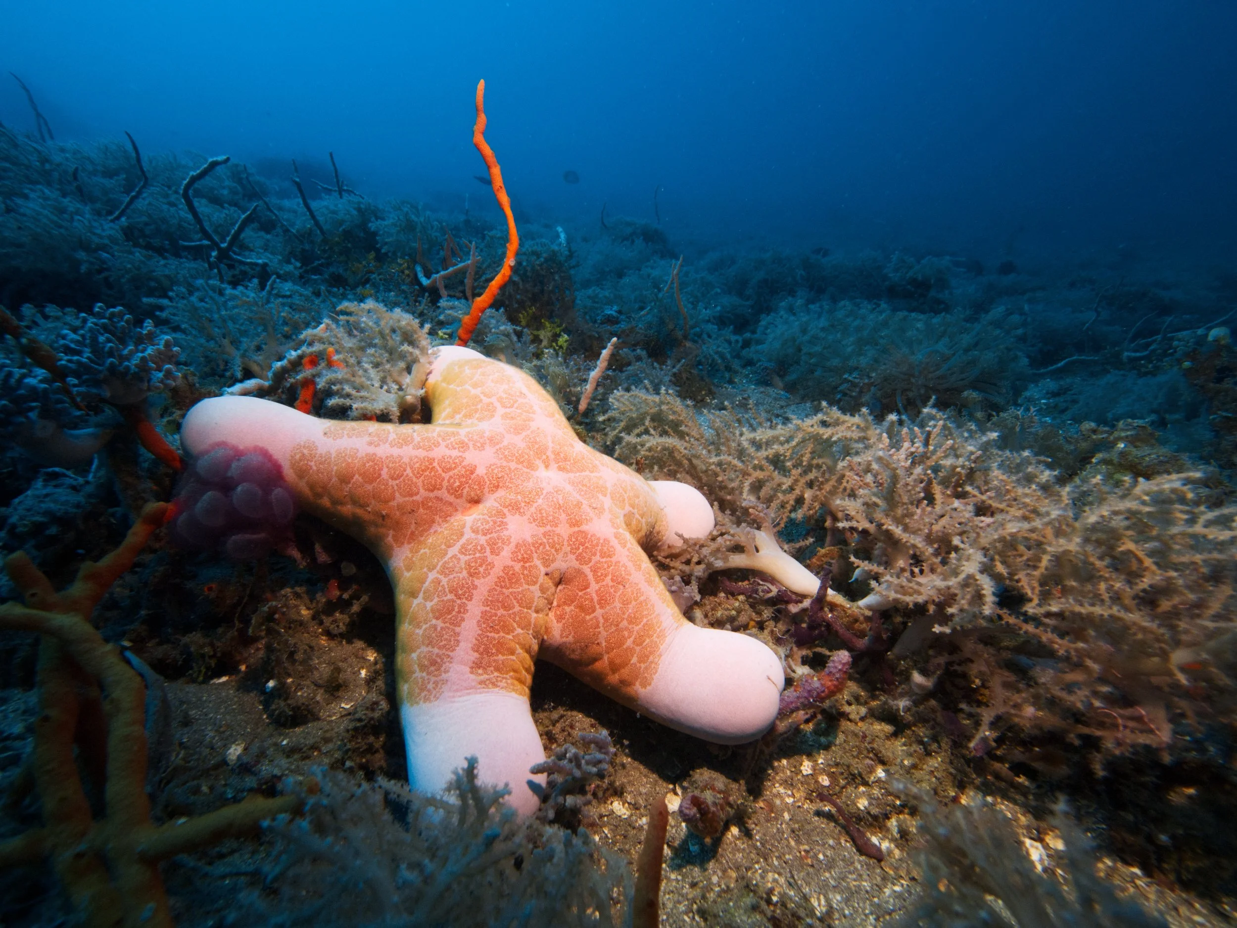 StarfishSportlight.jpg