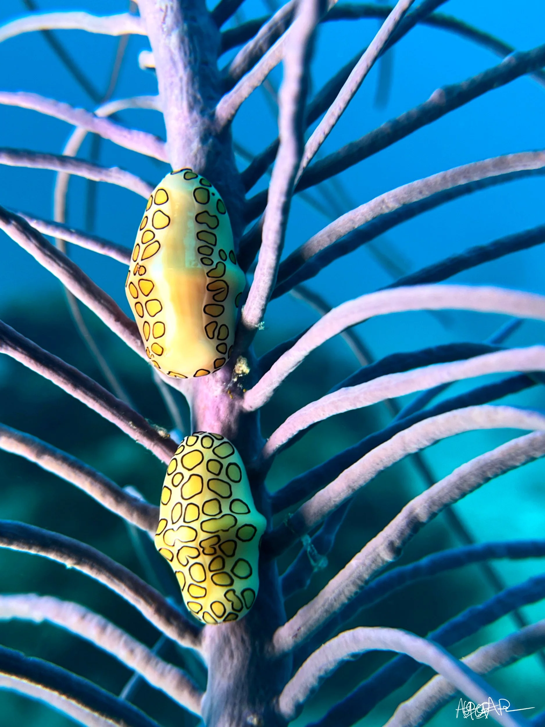 A Compliment of Colors