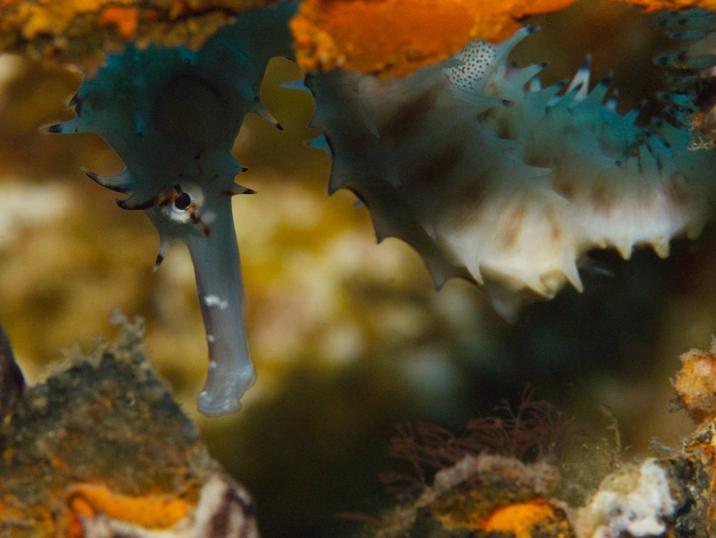 Seahorse.jpg