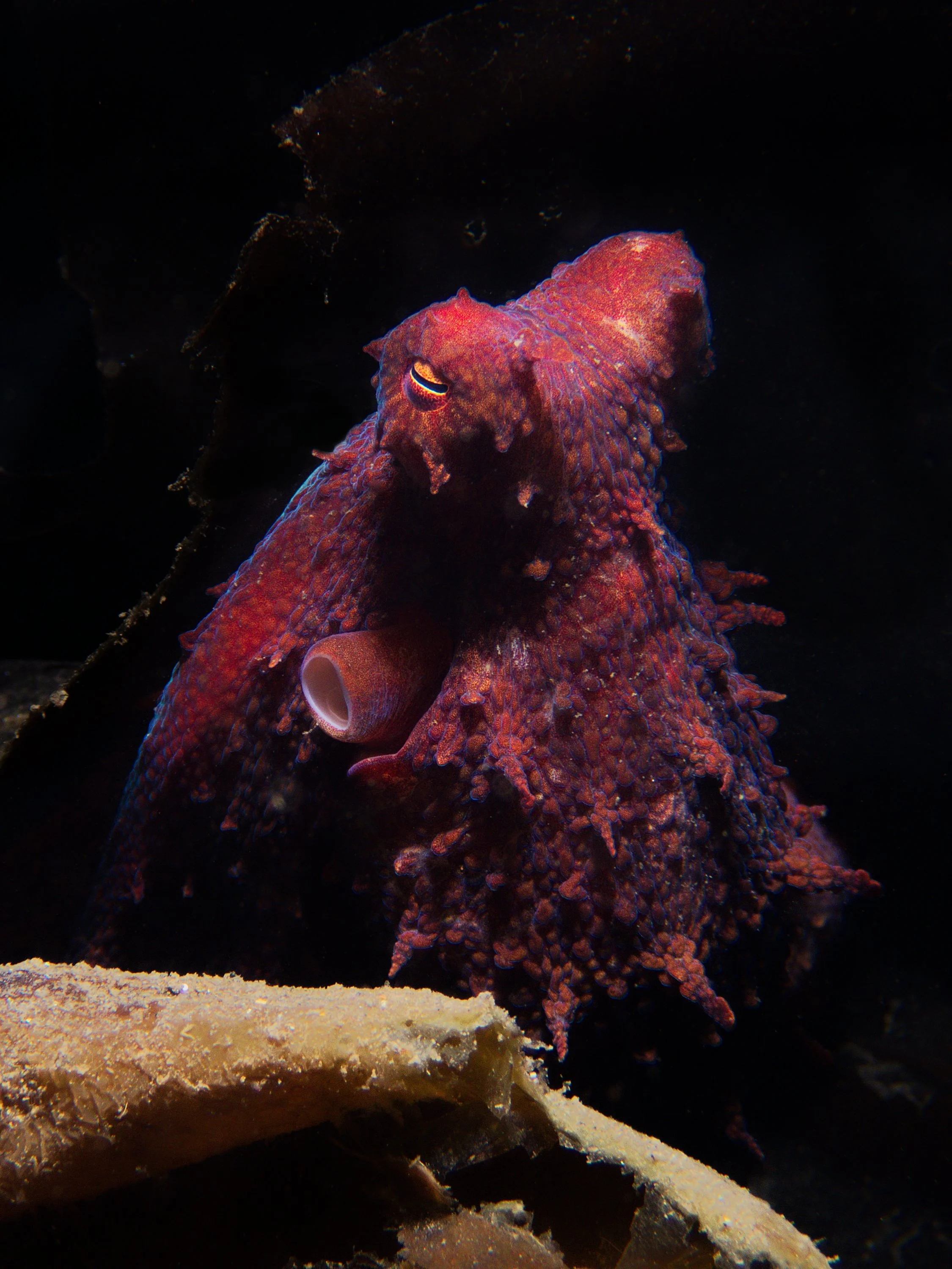 Rising from the Depths