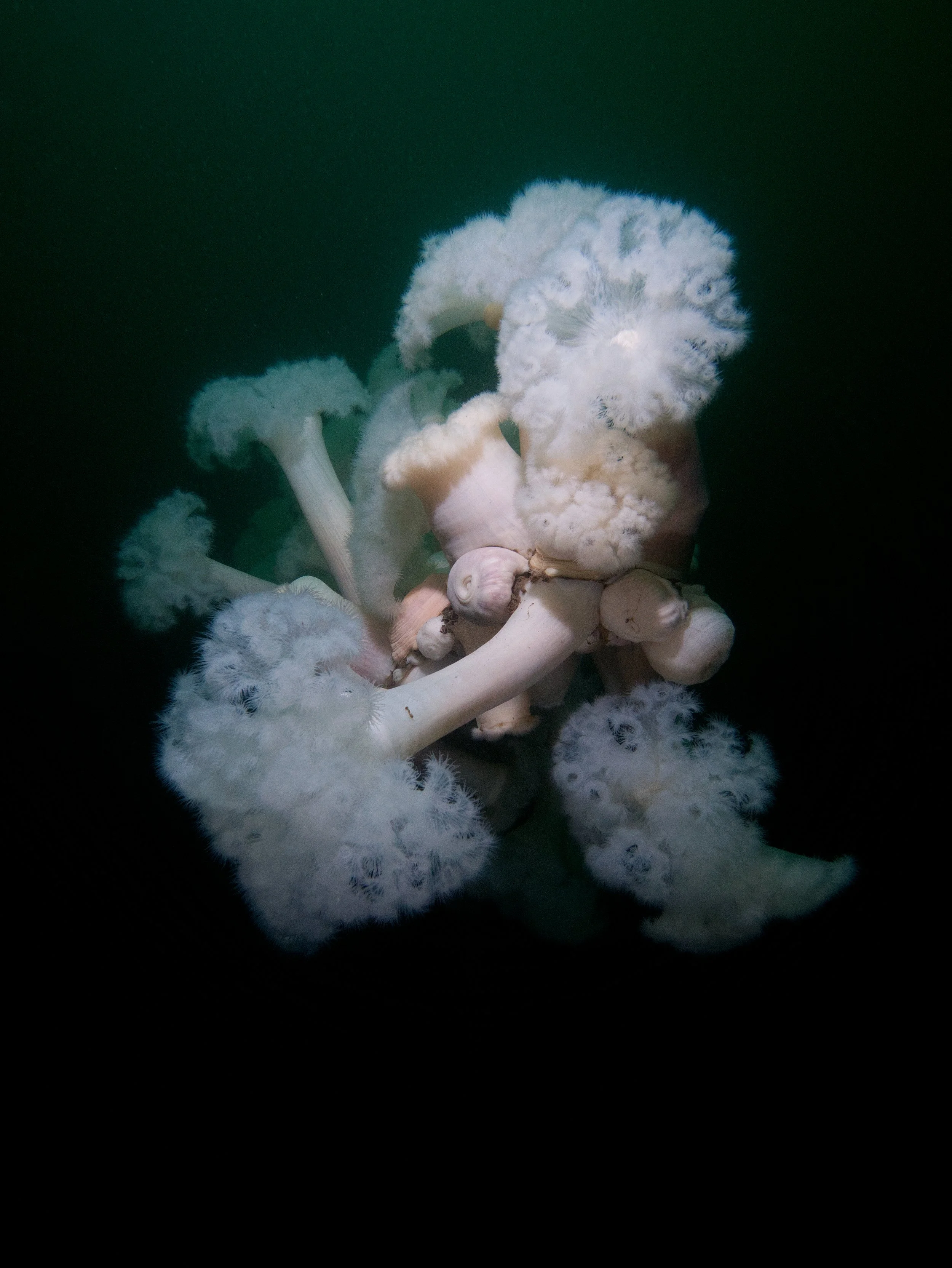 Plumose2.jpg