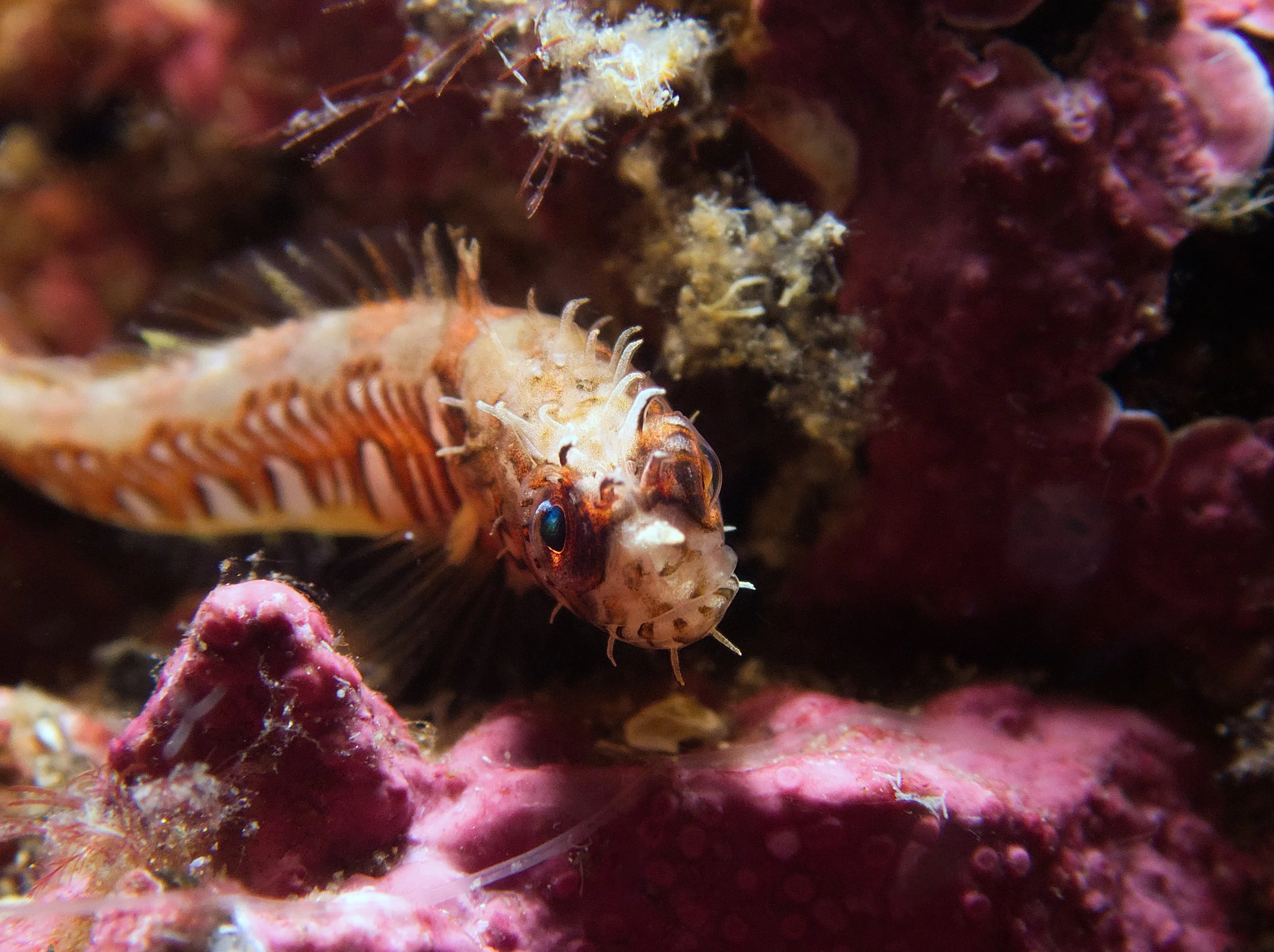 Patient Warbonnet