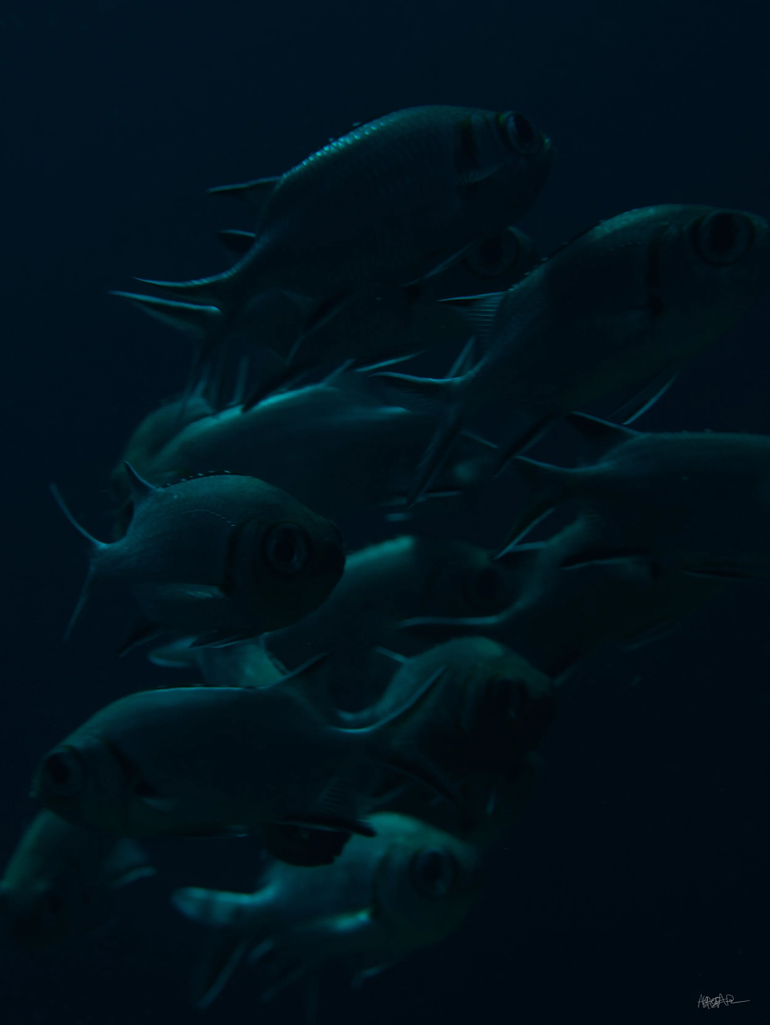 Cardinalfish2.jpg