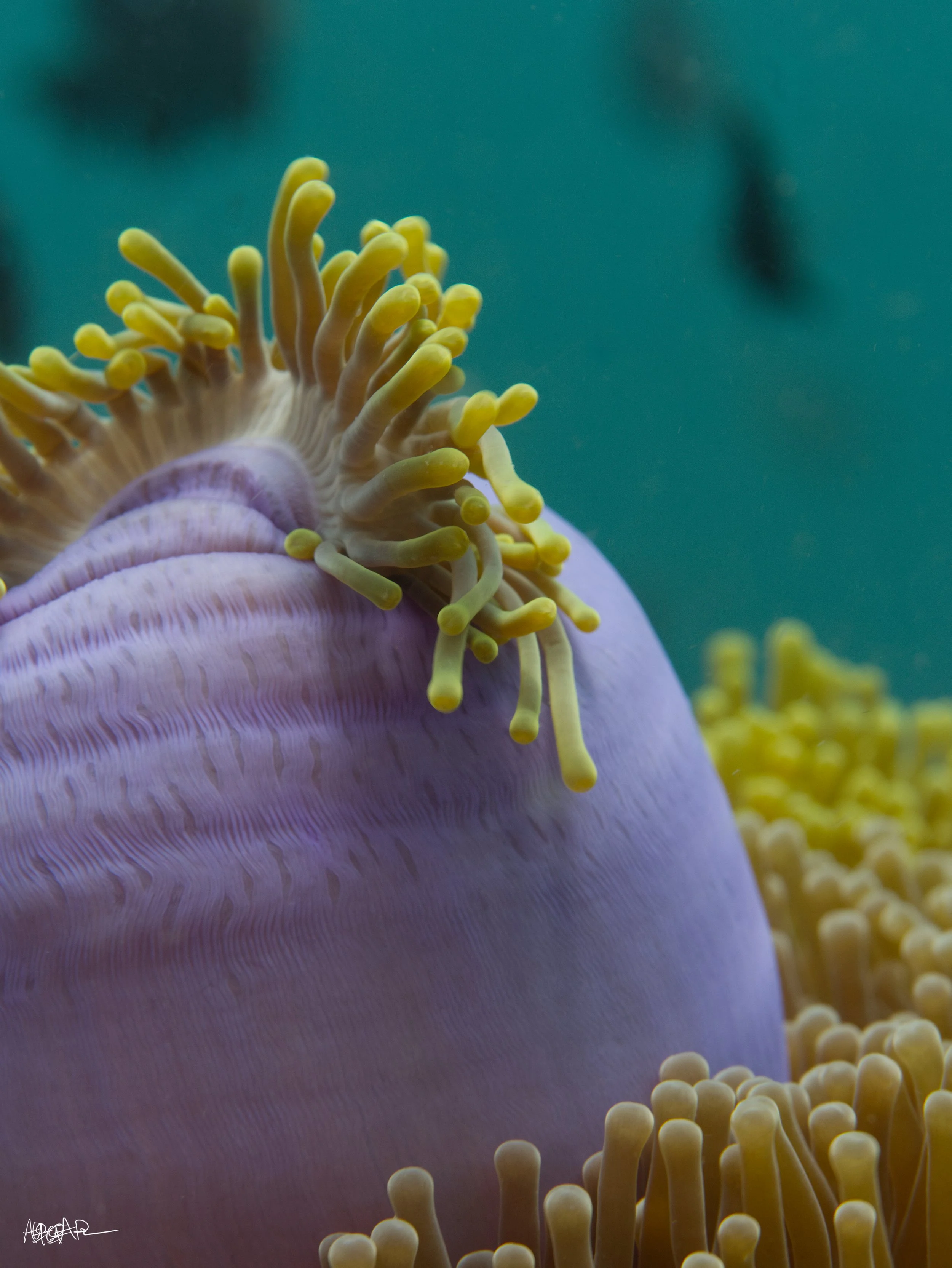 Anemone.jpg