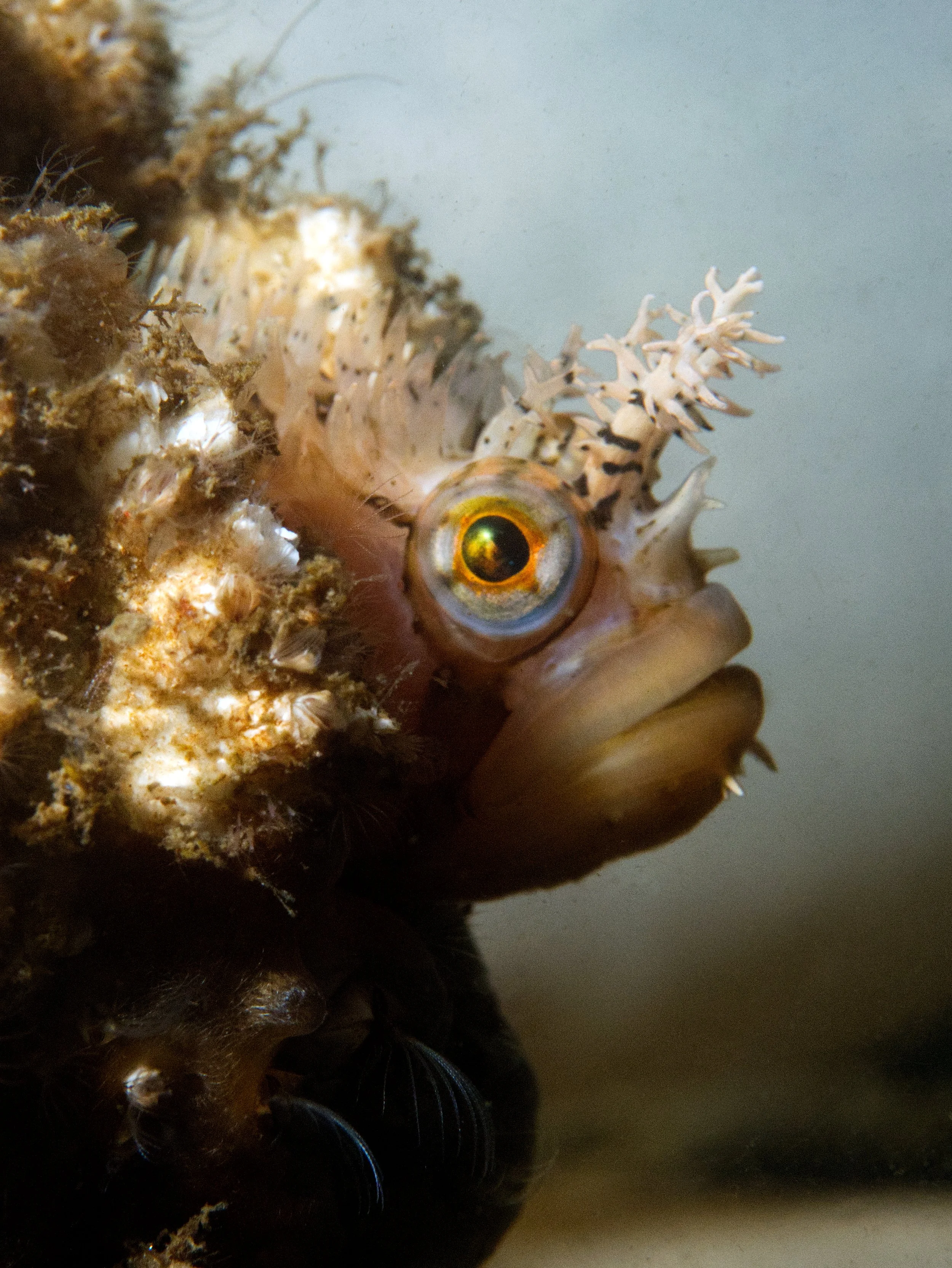 DecoratedWarbonnet.jpg