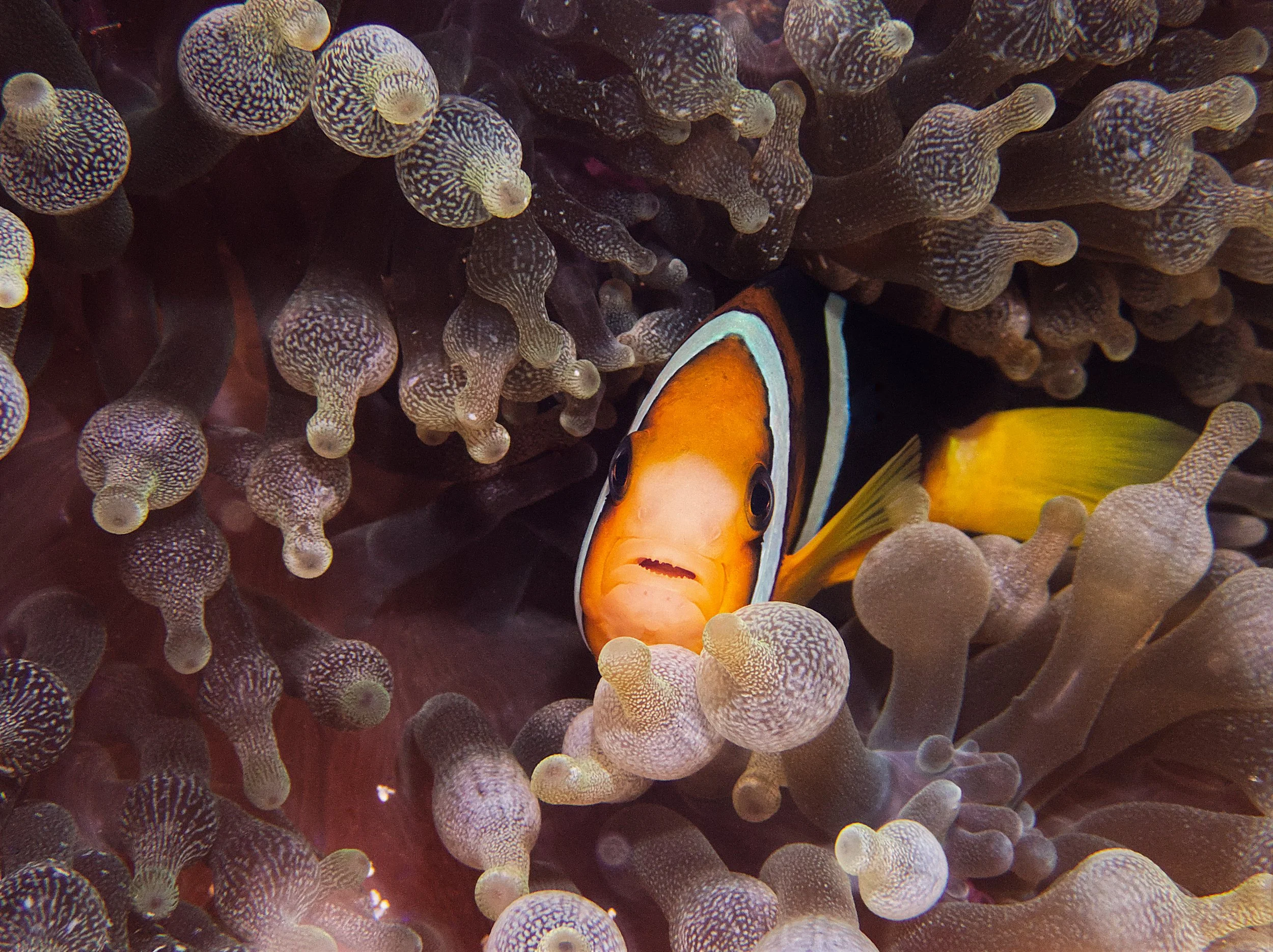 Danger Lurking in the Bubble Anemone