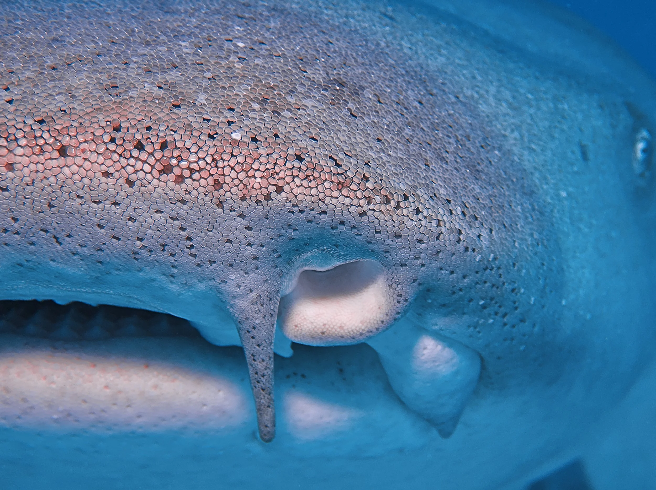 Nurse Shark Mosaic