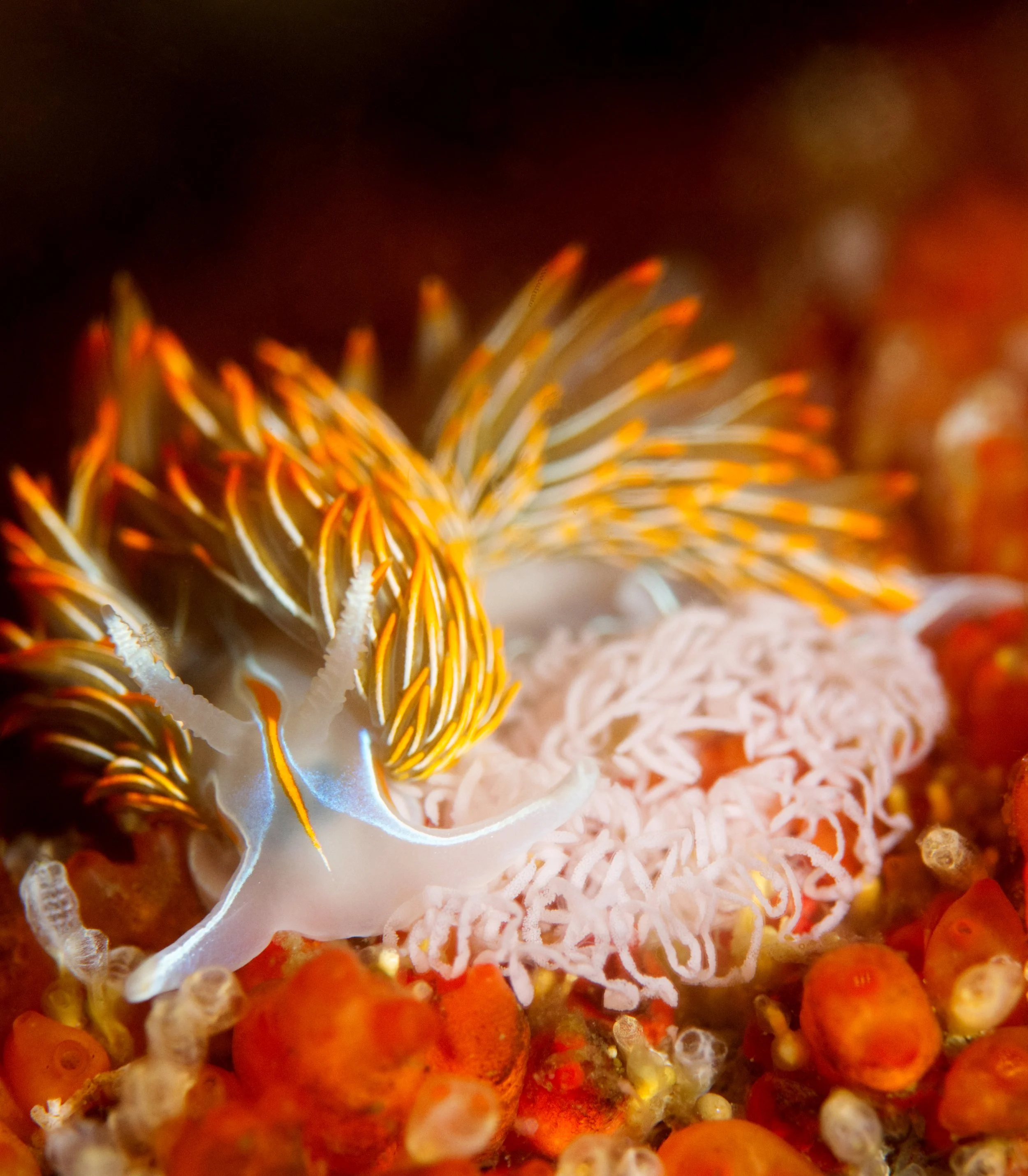 ThinkHornedNudi+Eggs3.jpg