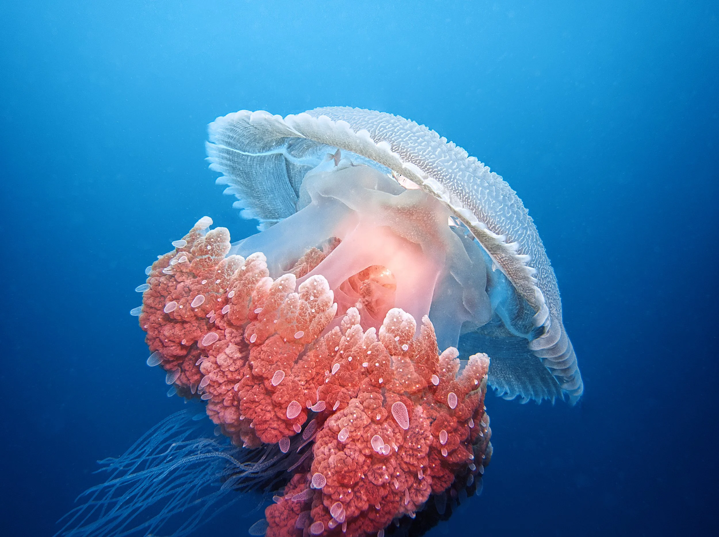 Mosiac Jellyfish Apartments and Condotels