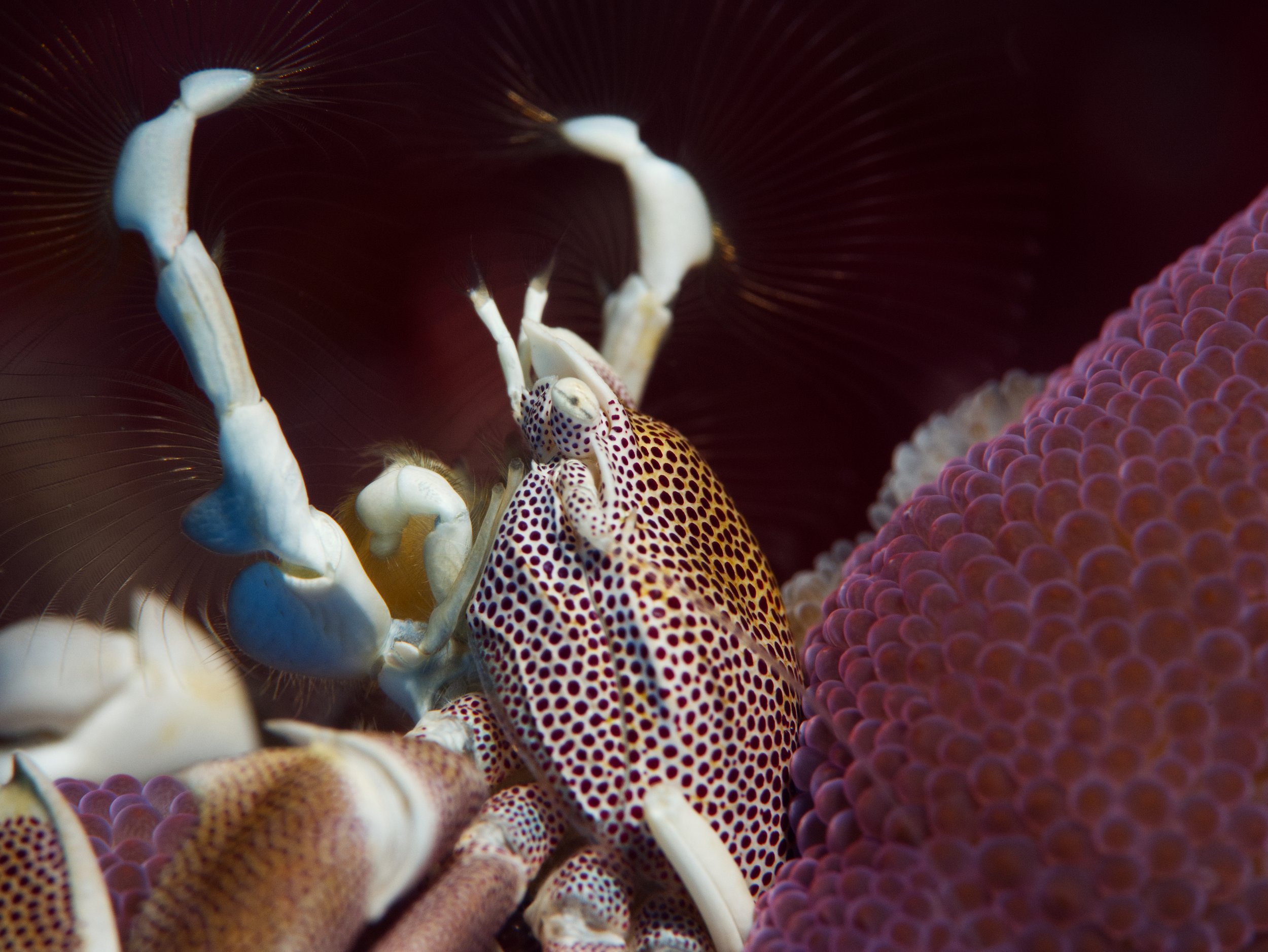 PorcelainCrab.jpg