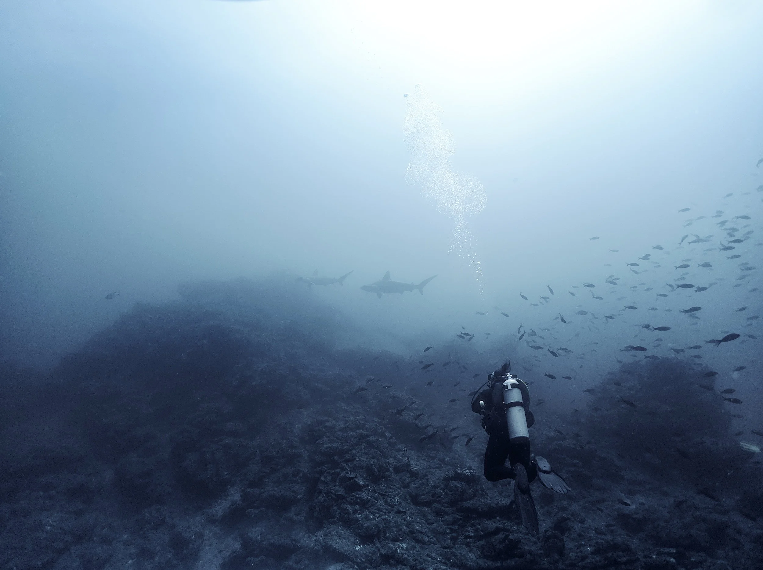 Dreaming of Hammerheads