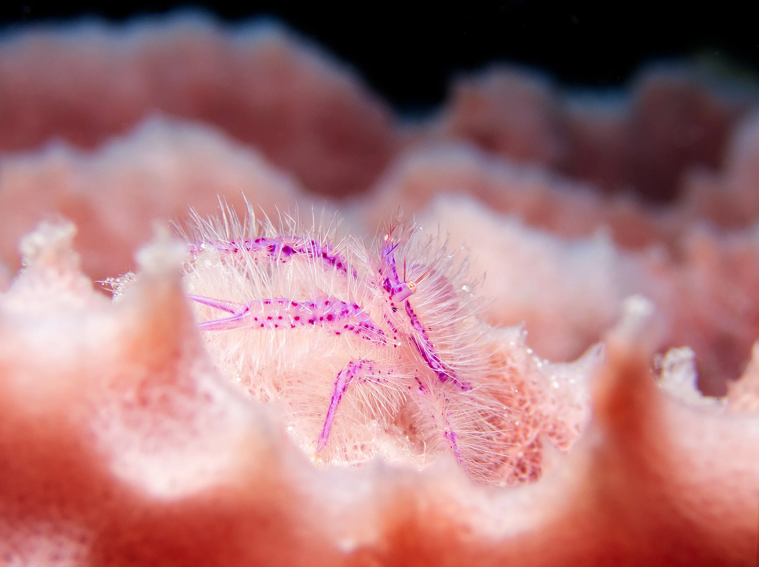 Sponge Life