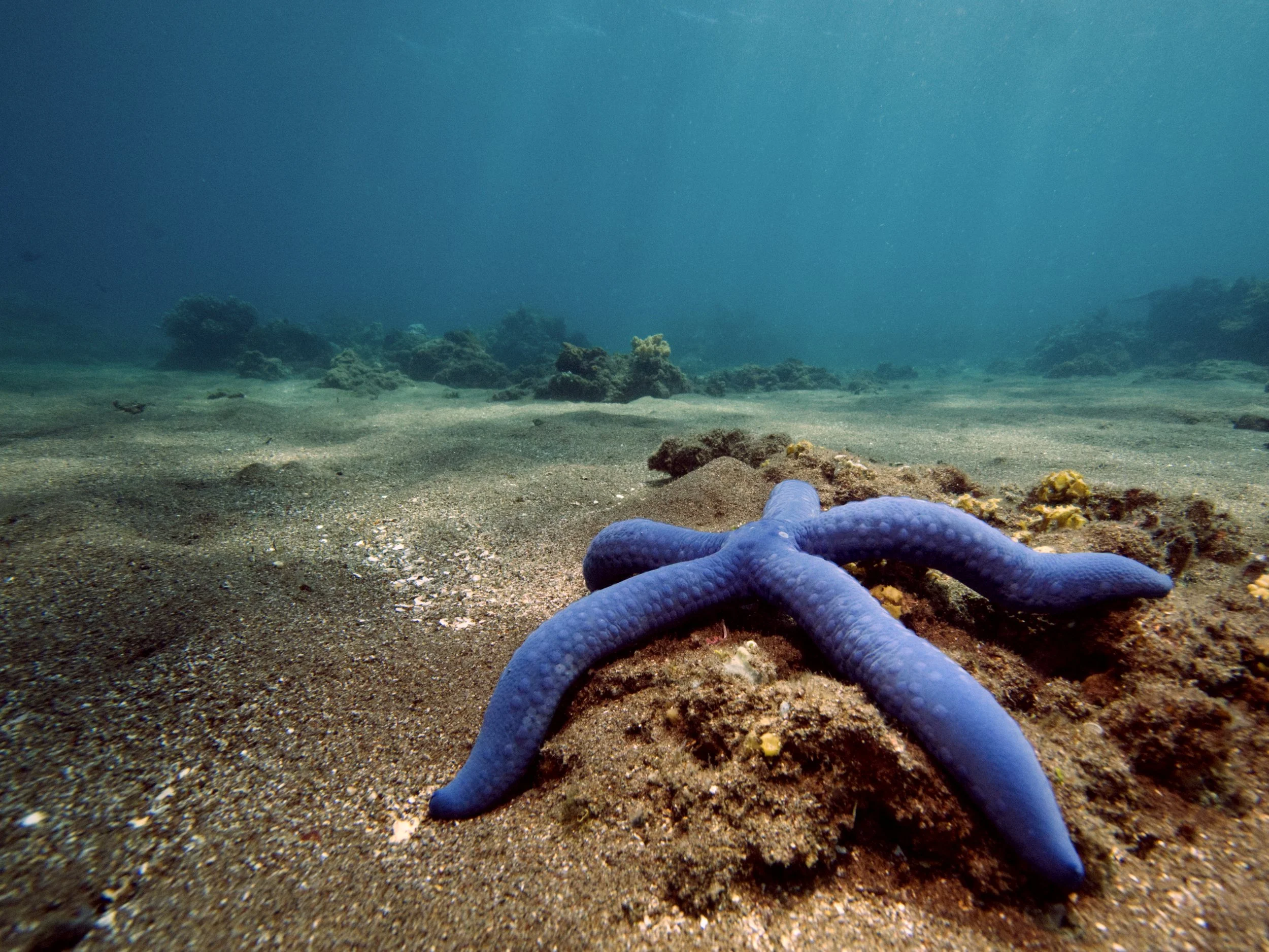 Starfish.jpg