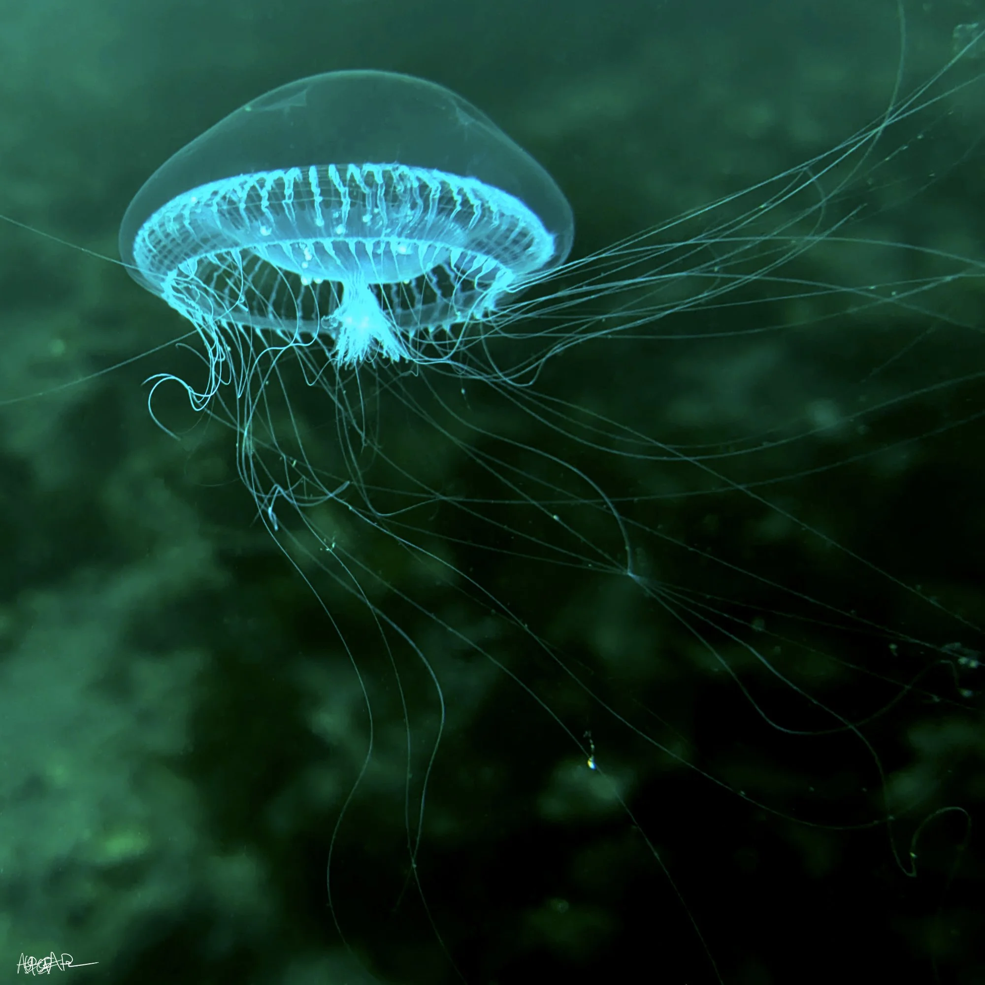 Jelly