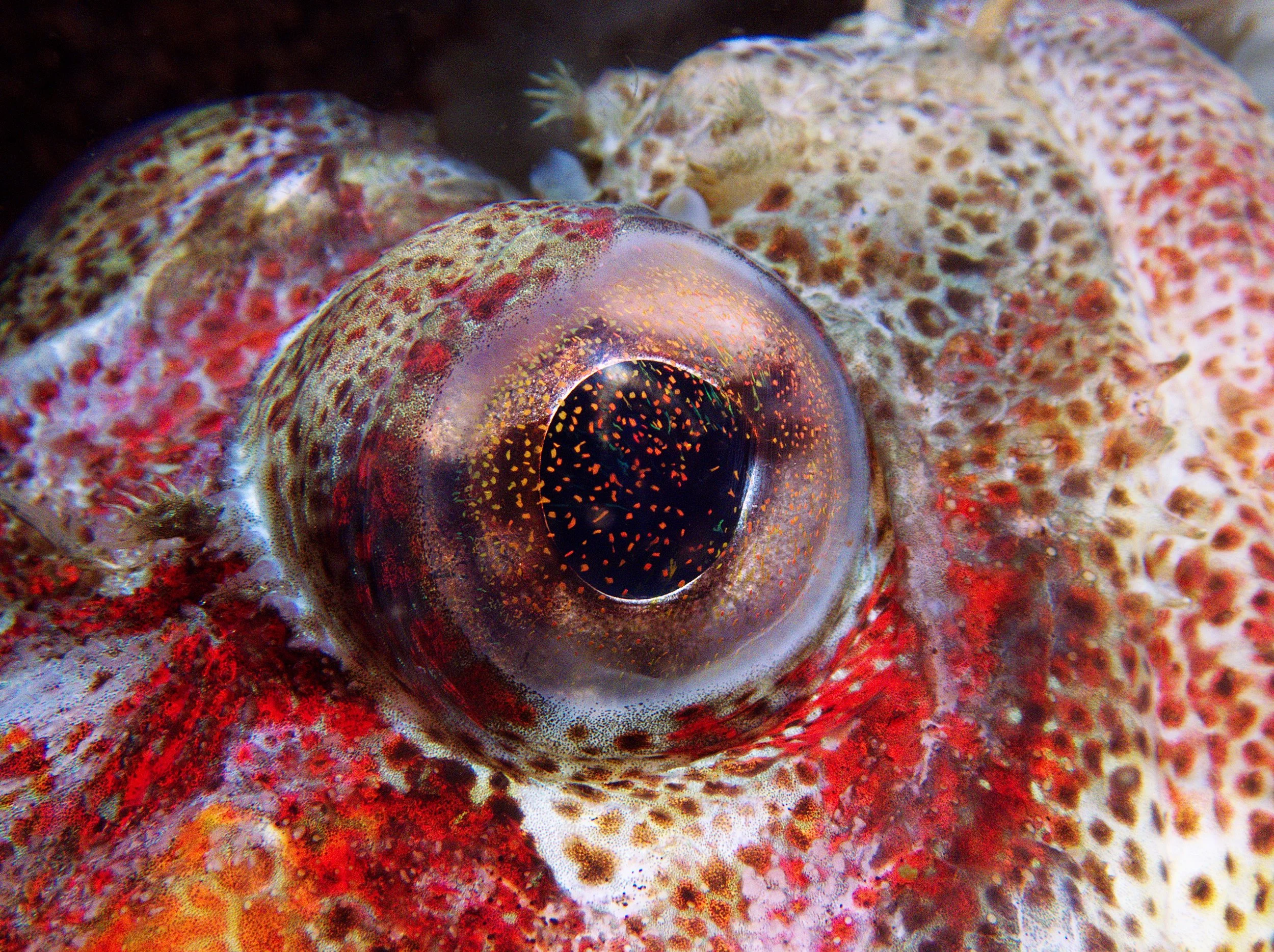 Galaxy Eyes