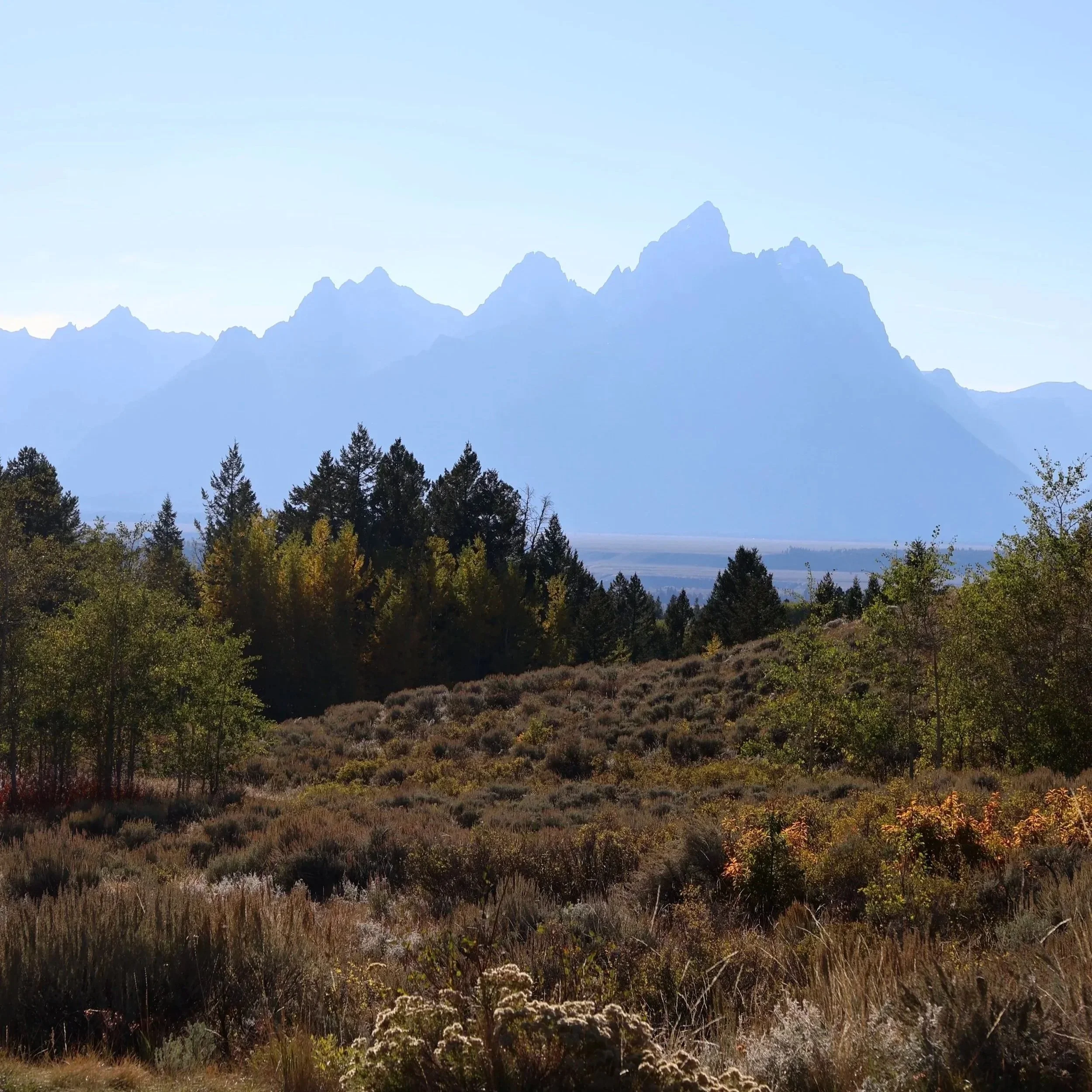Scenic landscape of distant mountains with a forest and shrubs in the foreground.