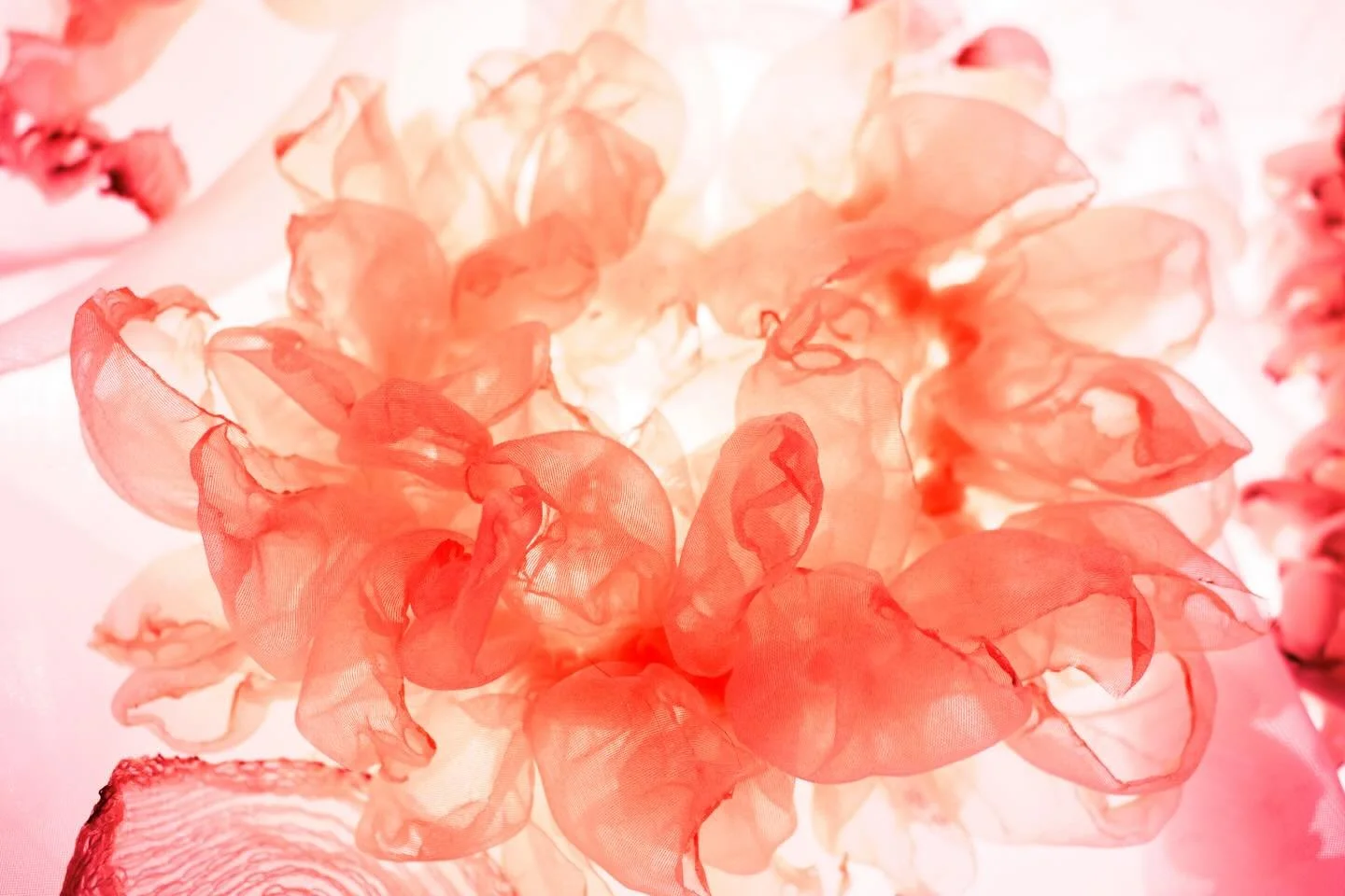 Fading Dream
Digital C-Print Face-Mounted to Acrylic, 2025
I have recently begun exploring the interplay of light and scorched fabrics. Each time I capture these forms, I am struck by how light highlights the raw beauty of the scorched textures, tran