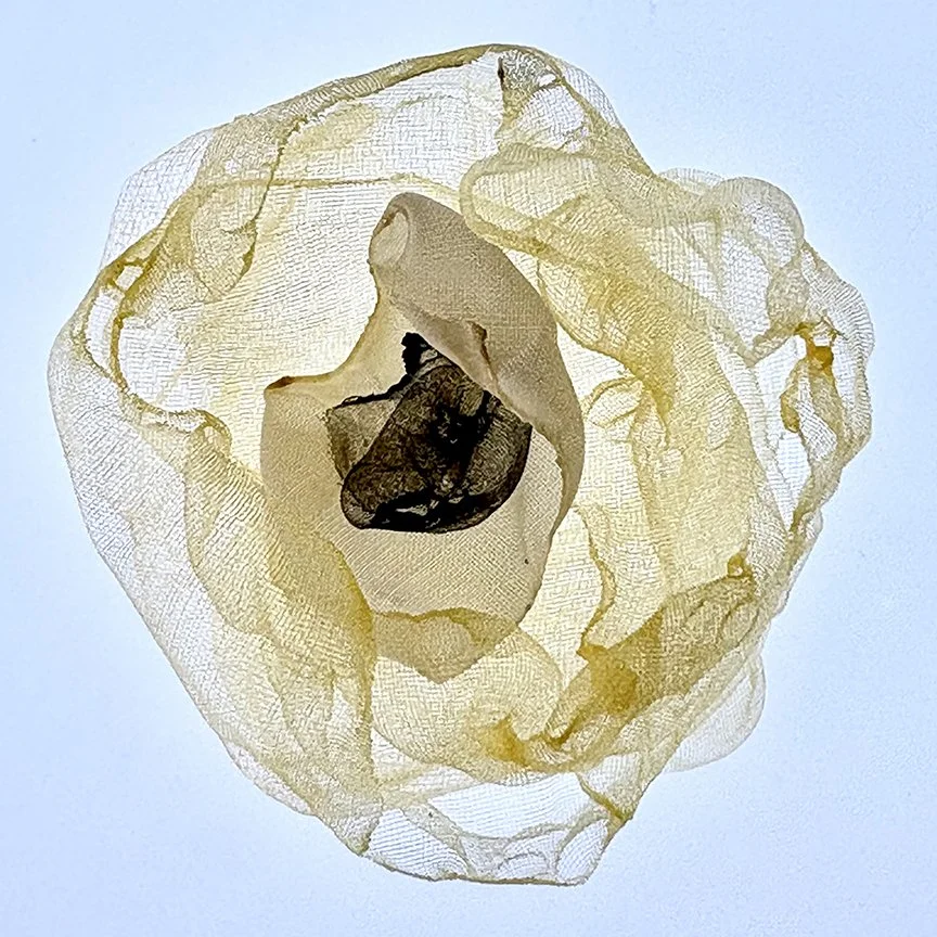 botanical-series-028.jpg
