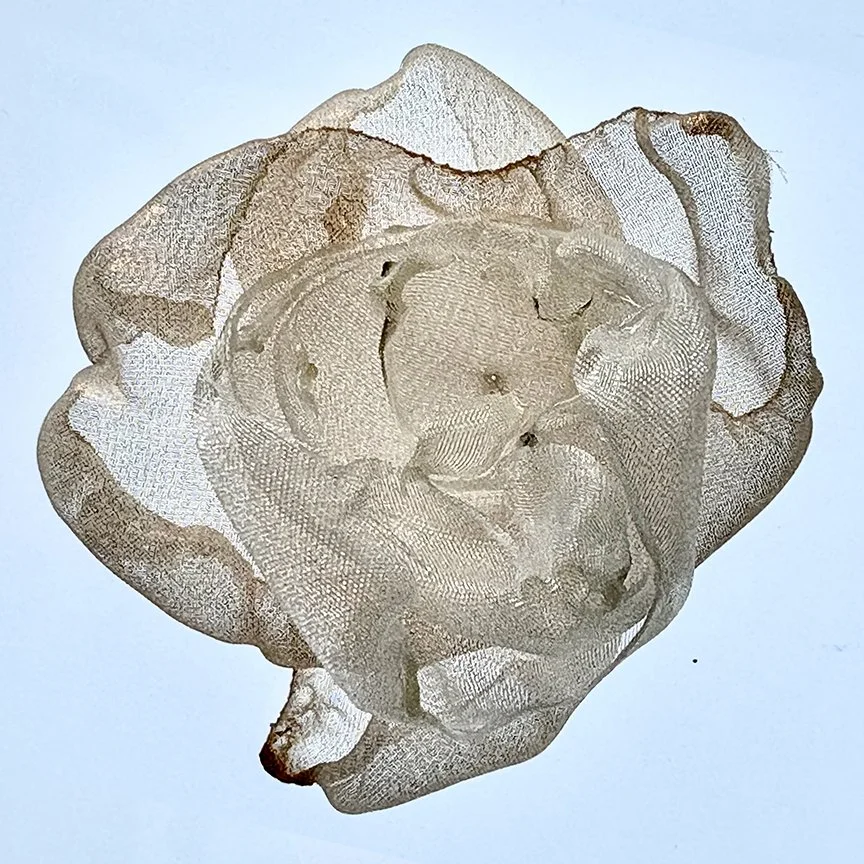 botanical-series-013.jpg