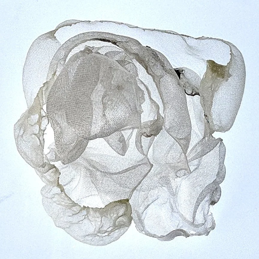 botanical-series-03.jpg