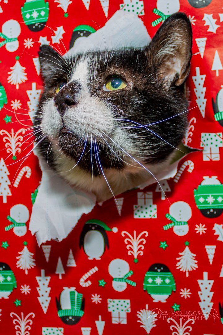 humanesociety-30.jpg