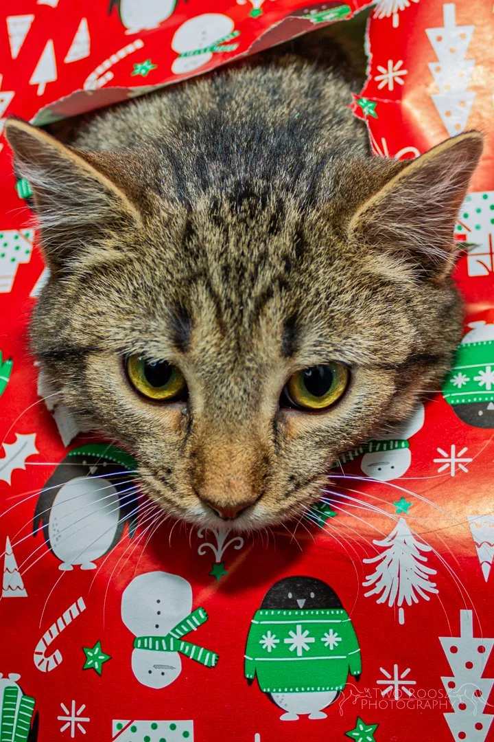 humanesociety-28.jpg