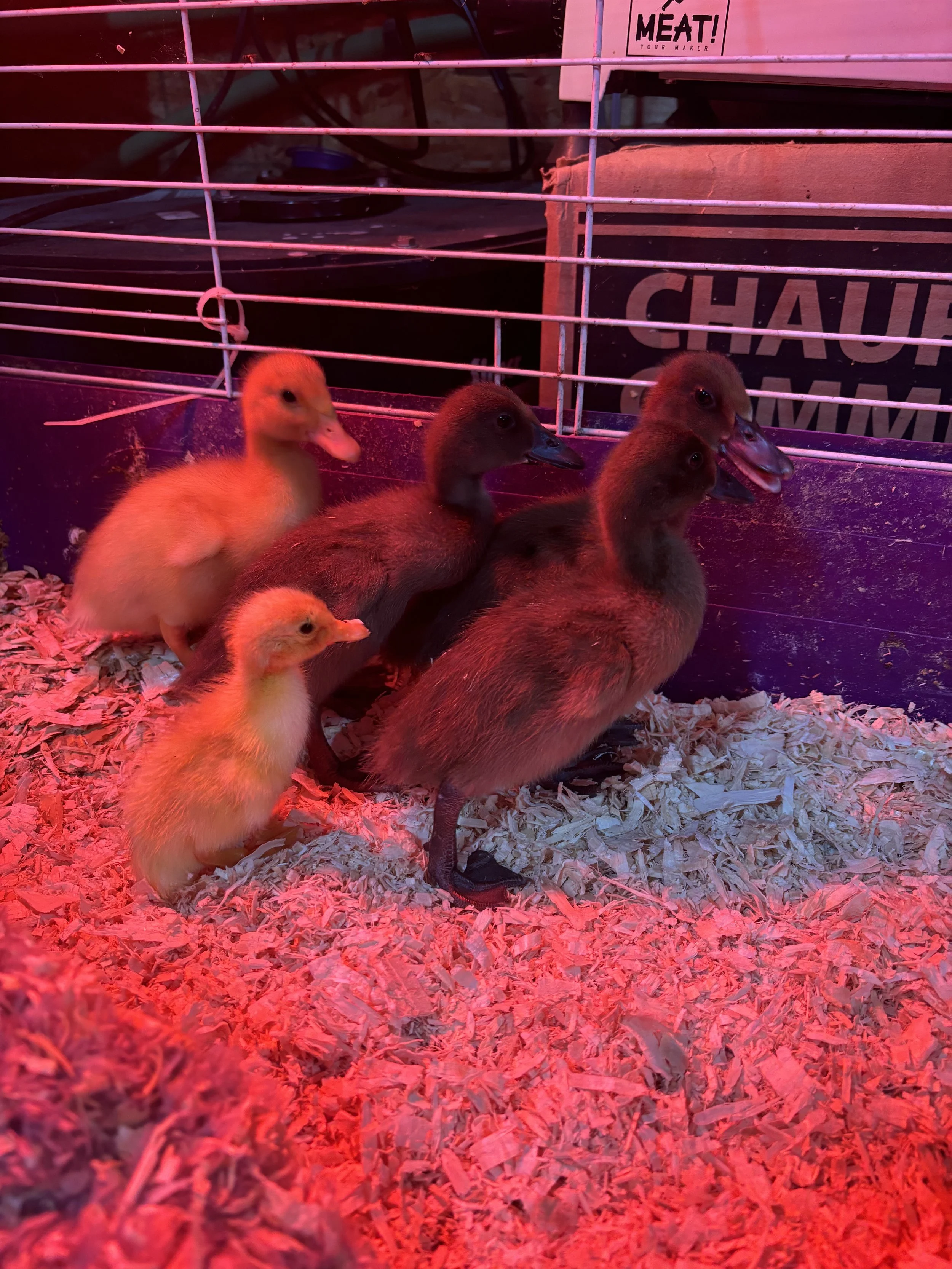 bill anderson - IMG_5865.jpeg