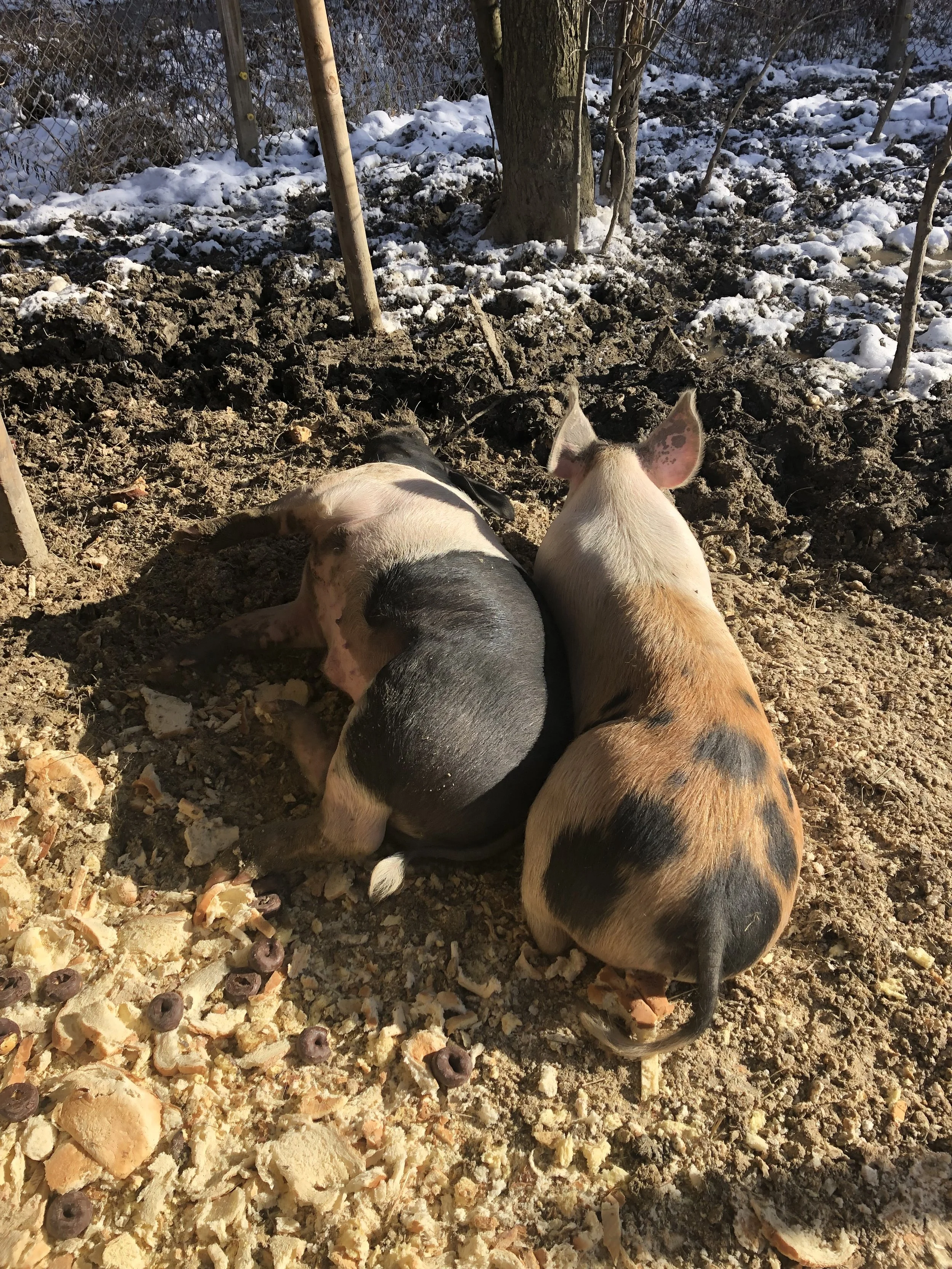 bill anderson - IMG_0460.jpeg