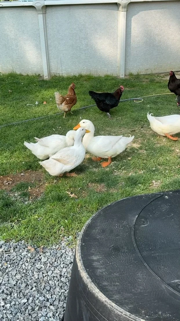 bill anderson - IMG_5160.jpeg