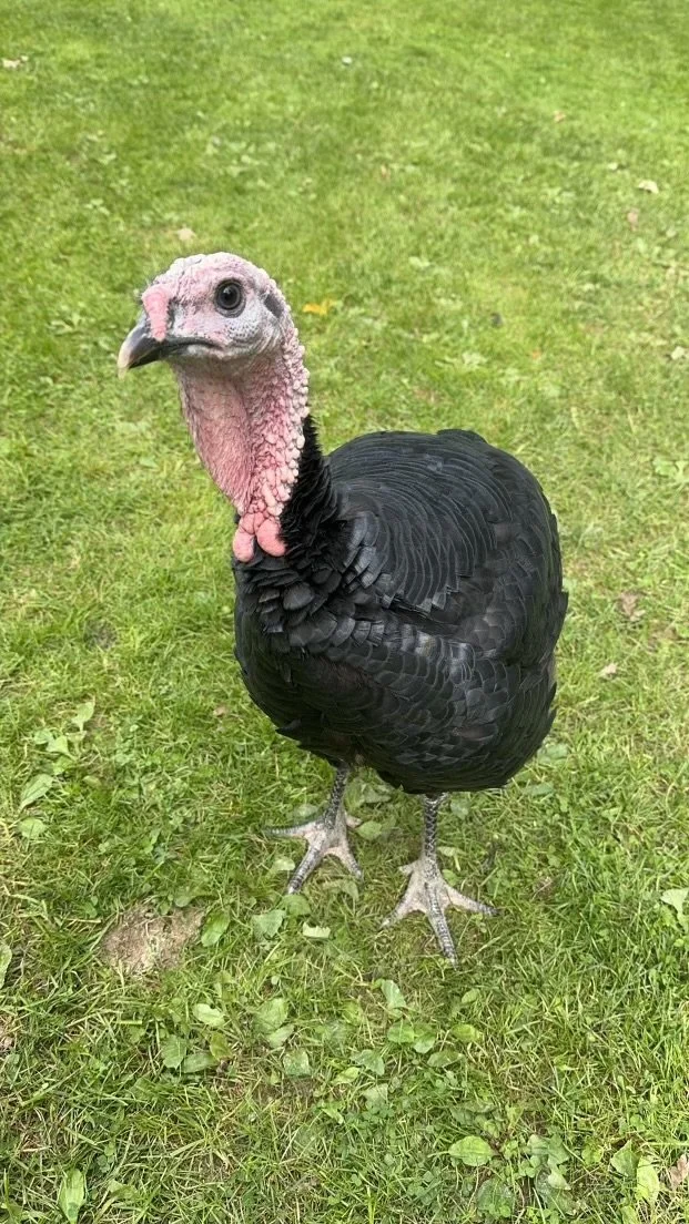 bill anderson - IMG_5155.jpeg