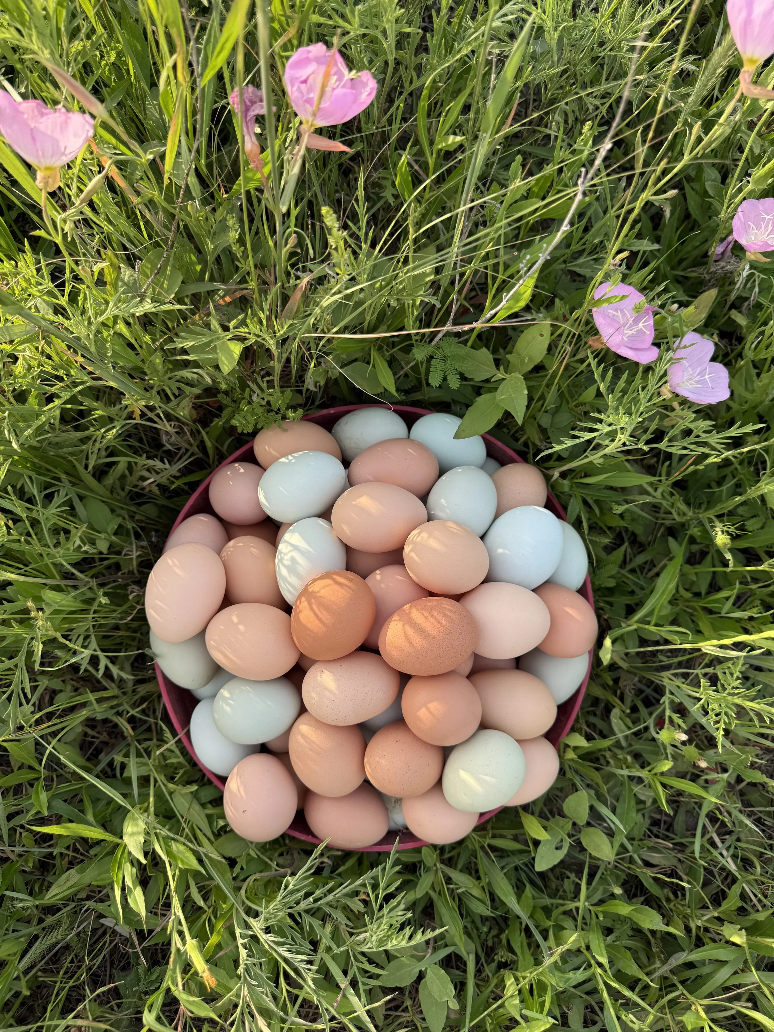 eggs xtra pretty.jpg