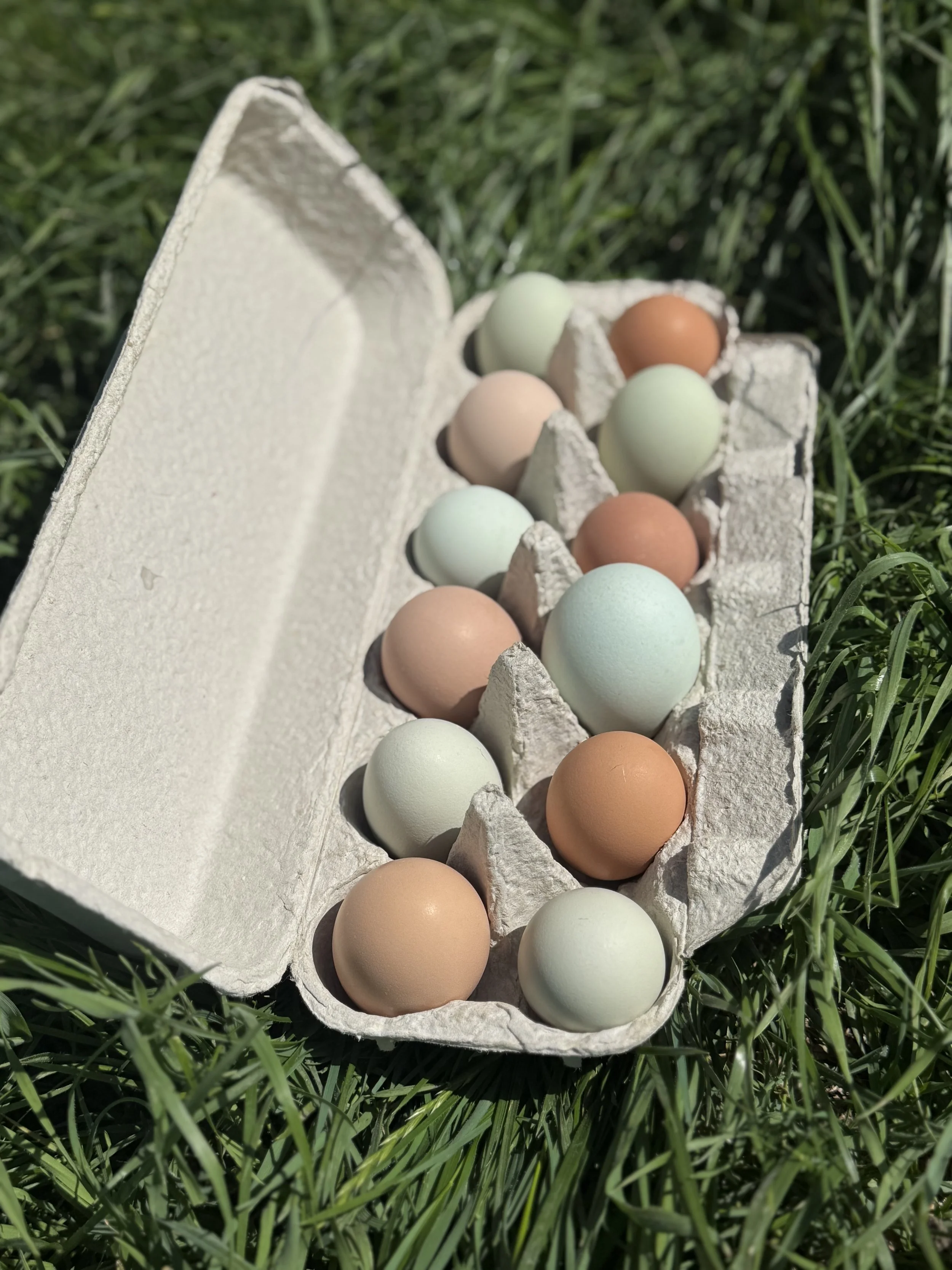 Corn Free Soy Free Pasture Raised Eggs