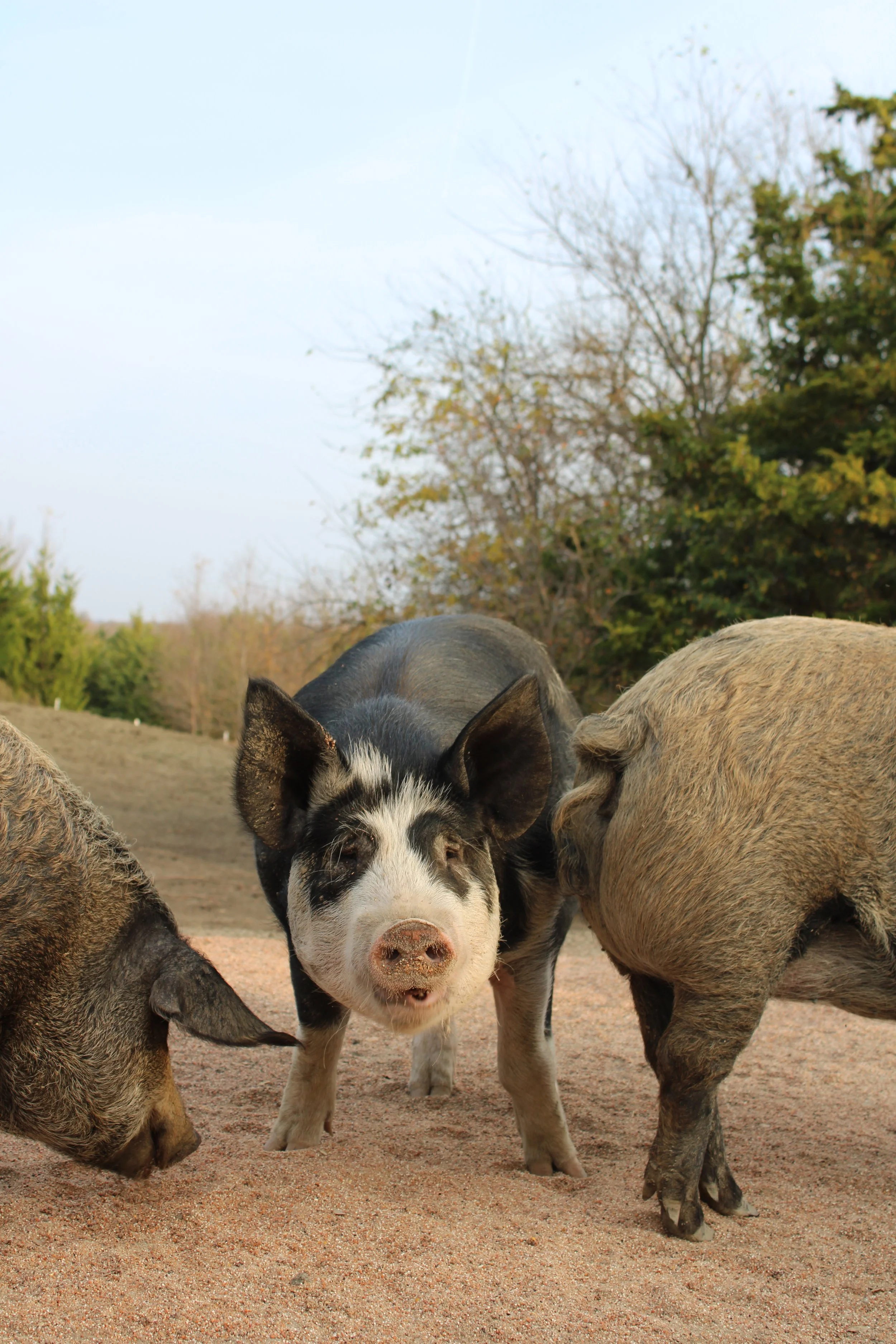 big pig.JPG