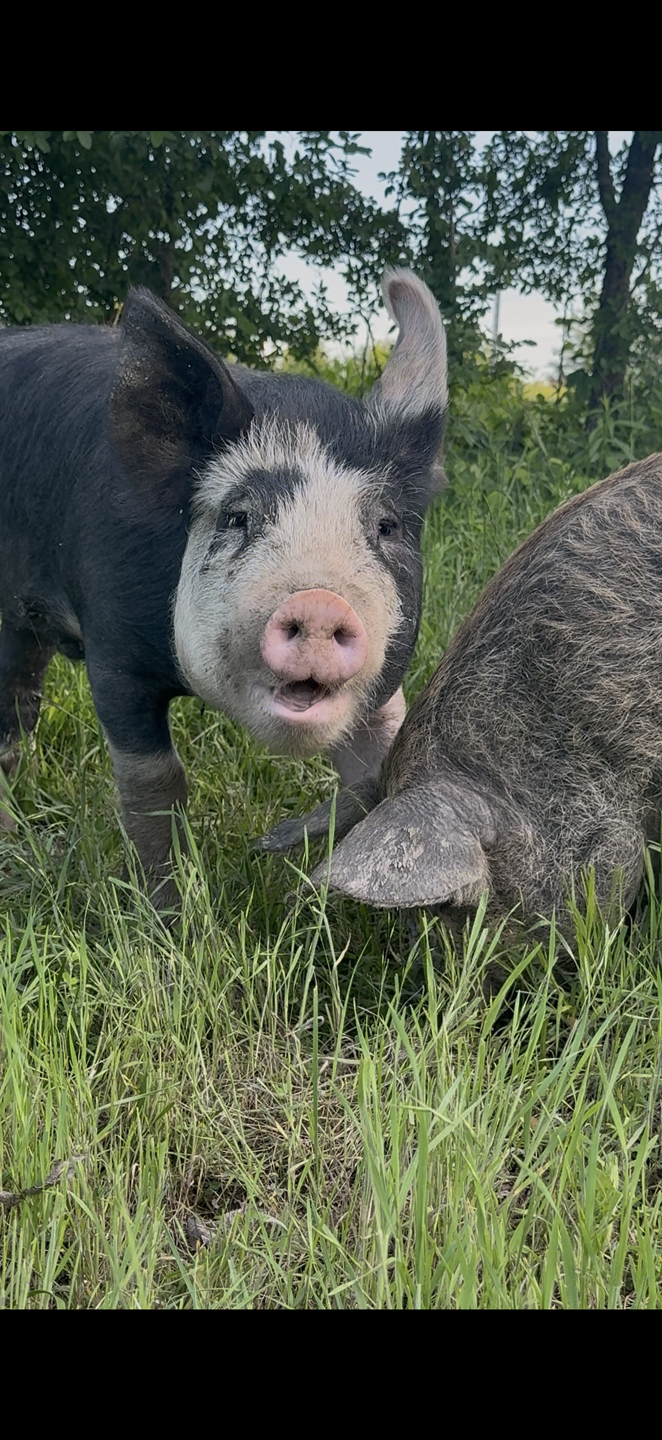 Whole or Half Hog Preorder Deposit