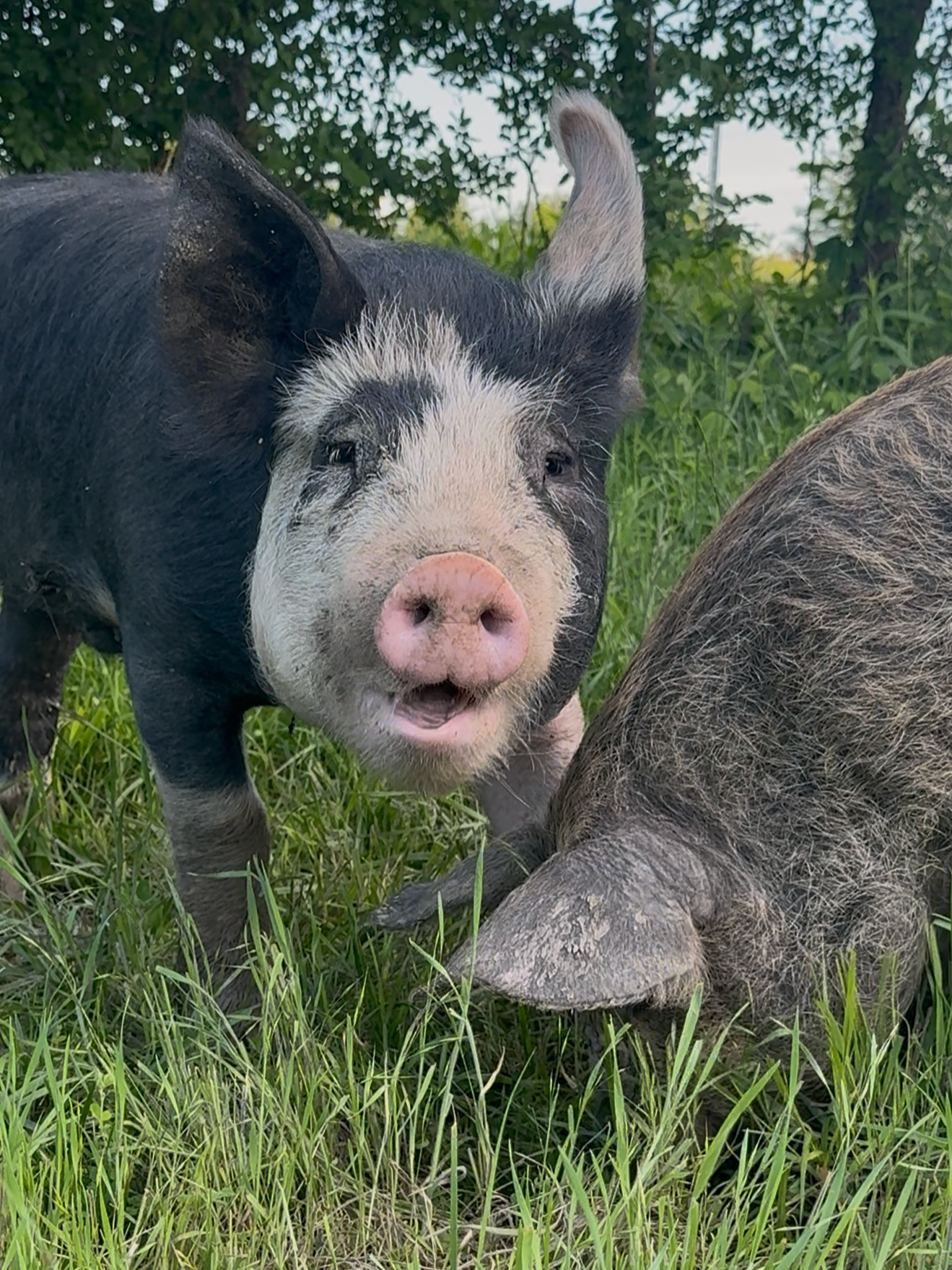 piggie.png