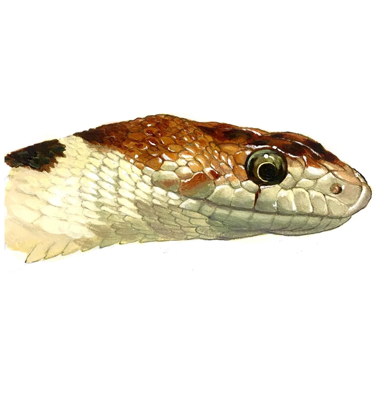 gophersnakeheadcleanup2-min.jpg